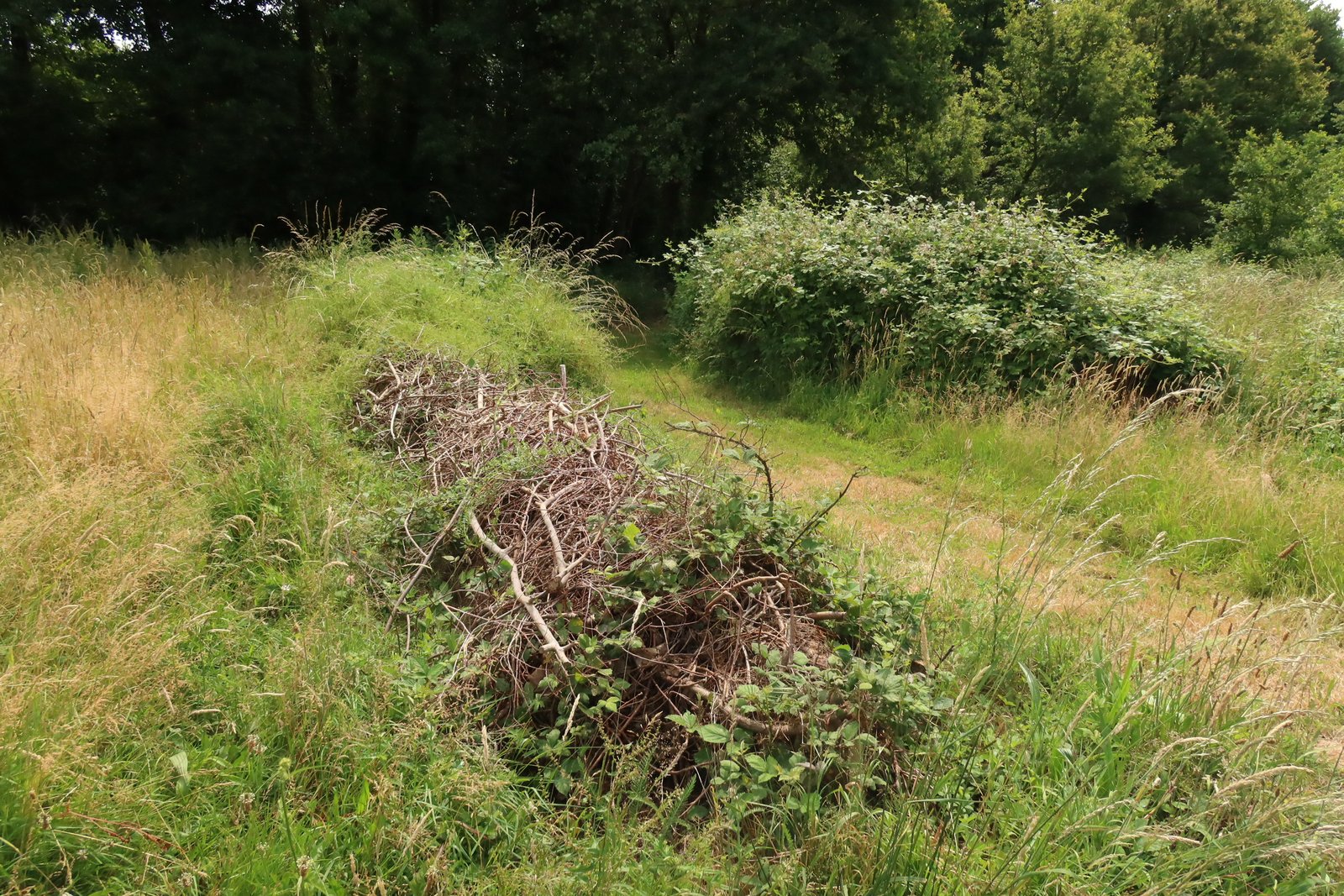 Andain de bois mort dans la prairie (habitat saproxylique)