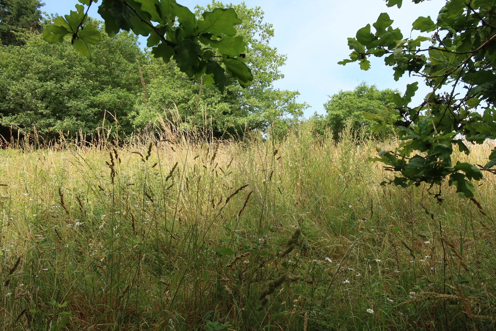Cheminement tondu dans la prairie haute