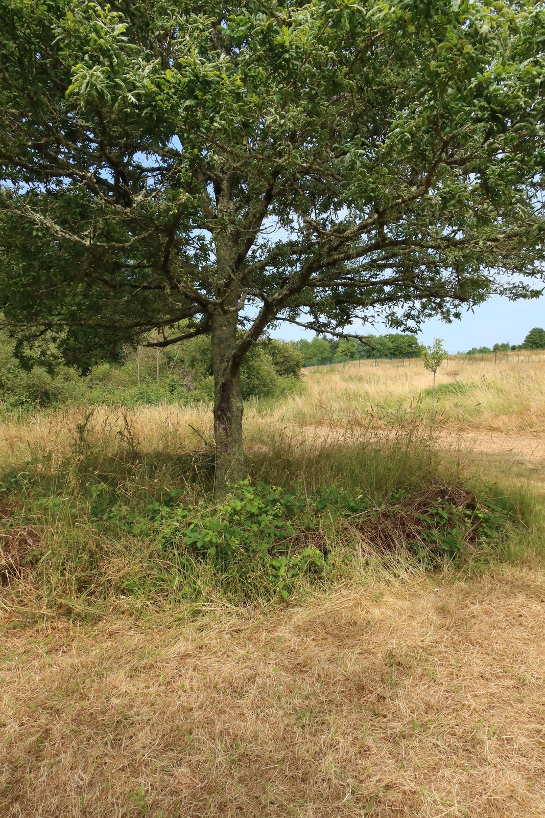 Chêne en bordure de prairie fauchée