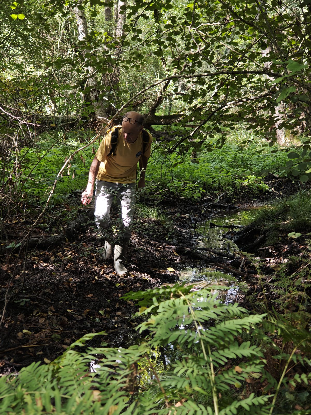 Zone humide boisée asséchée en bordure du ruisseau de la Conardière, quelques flaques résiduelles — Campus Nantes, 29 septembre 2026