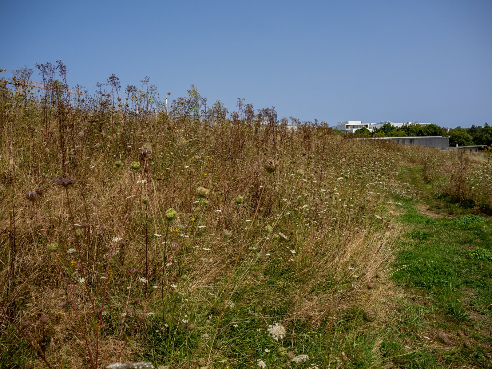 Friche sèche à graminées et ombellifères, campus en arrière-plan