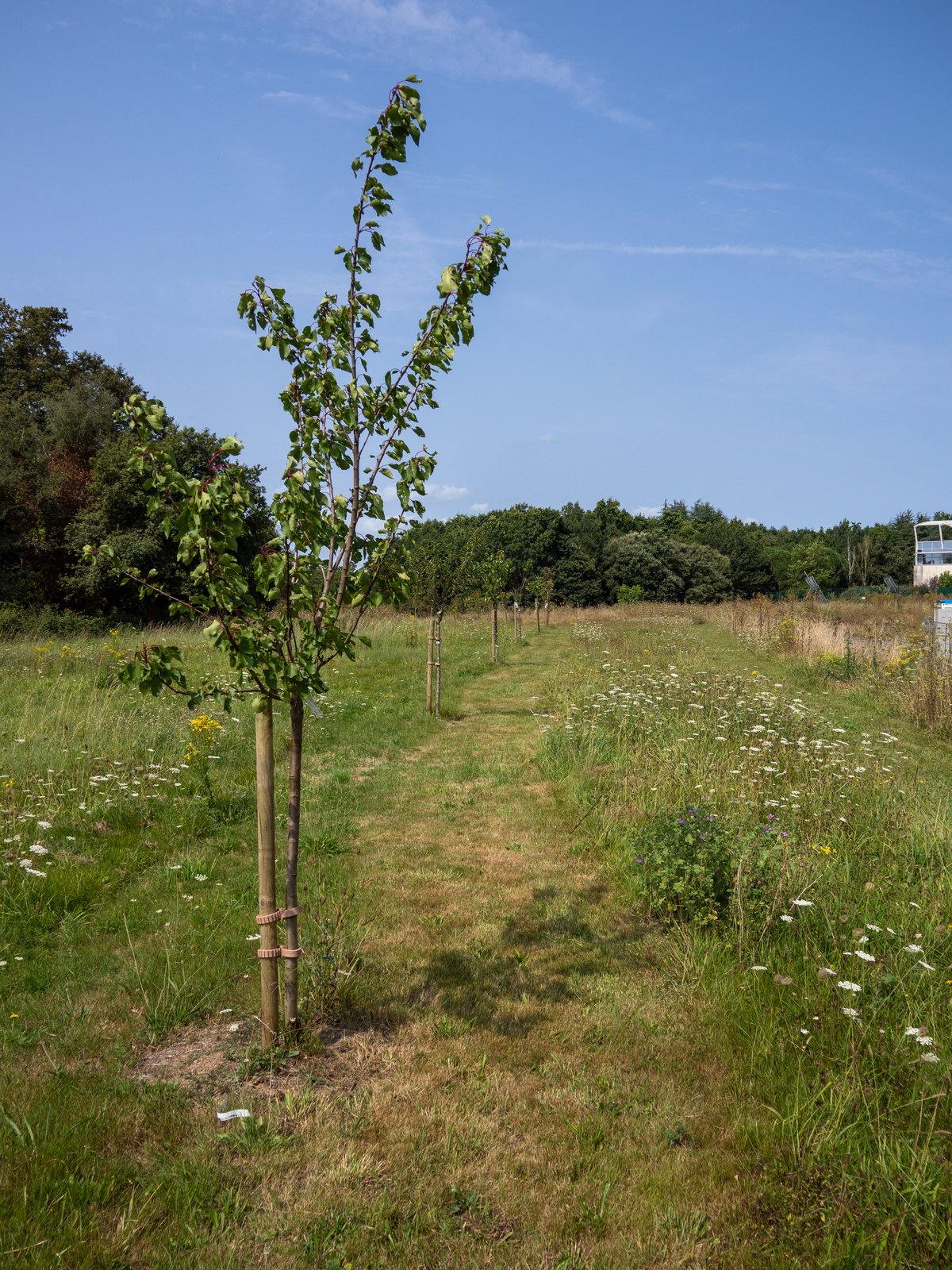 Jeunes arbres plantés et bande fauchée dans la prairie