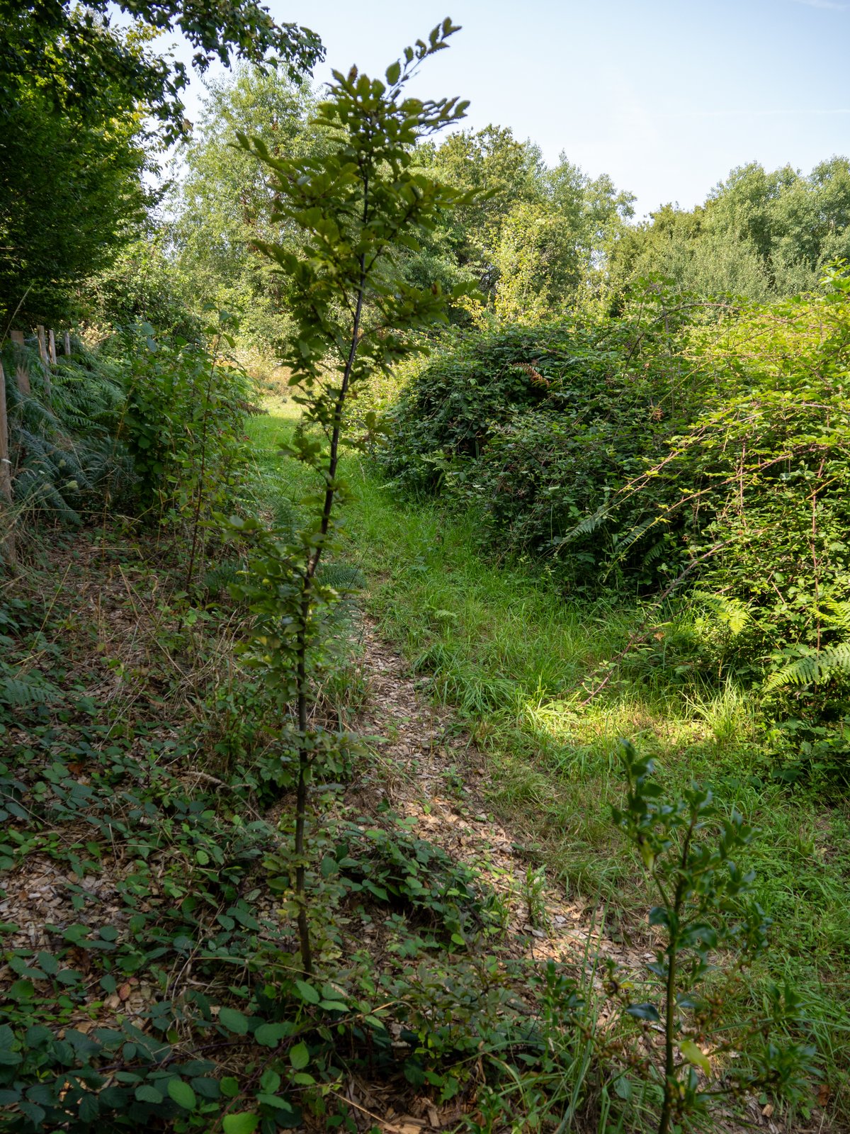 Layon enherbé en lisière boisée