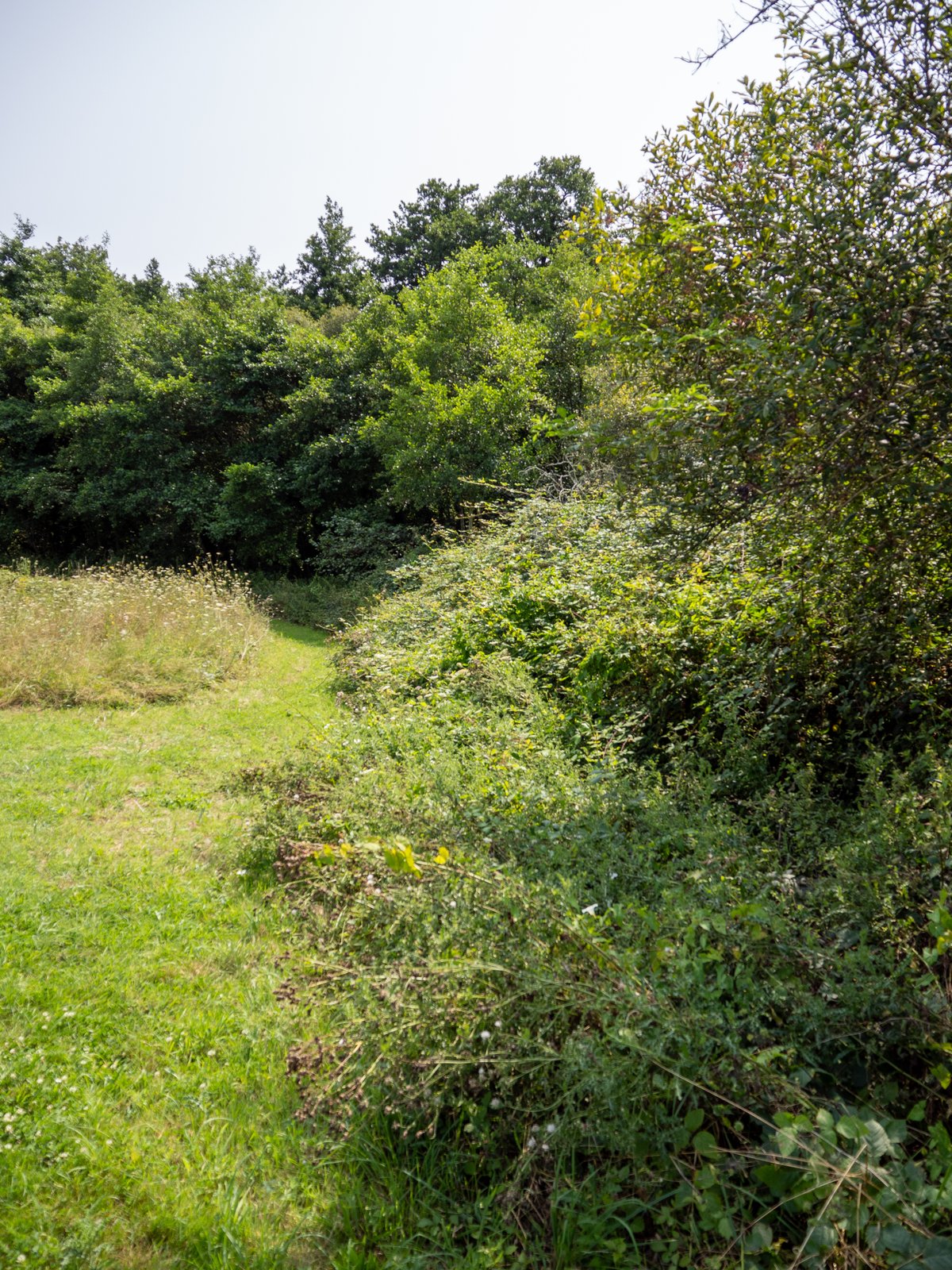 Lisière prairie de fauche et ronciers