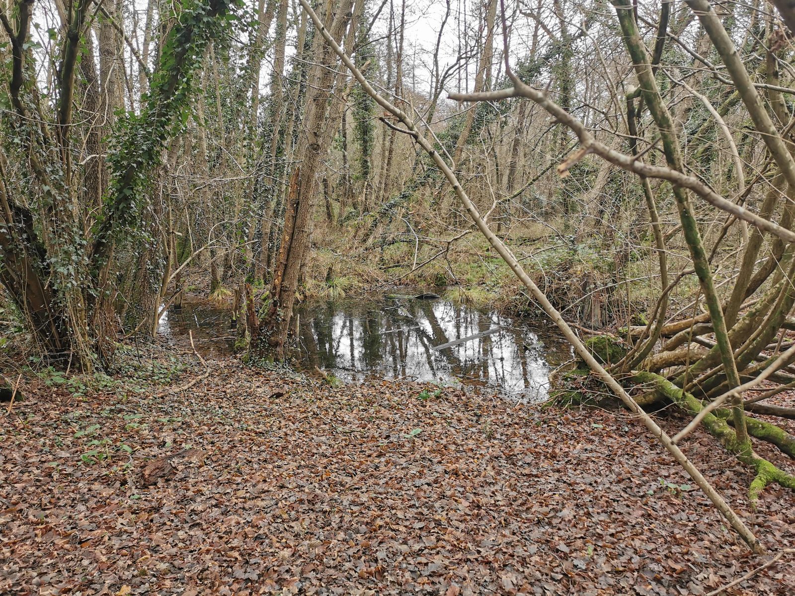 Mare forestière en hiver, avant sa restauration : eau haute sous le taillis — Campus Nantes, 3 janvier 2023