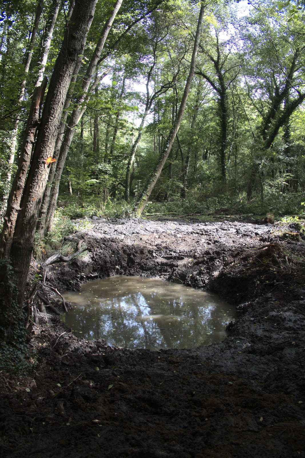 Mare forestière reprofilée, vue depuis la berge — Campus Nantes, 5 septembre 2023