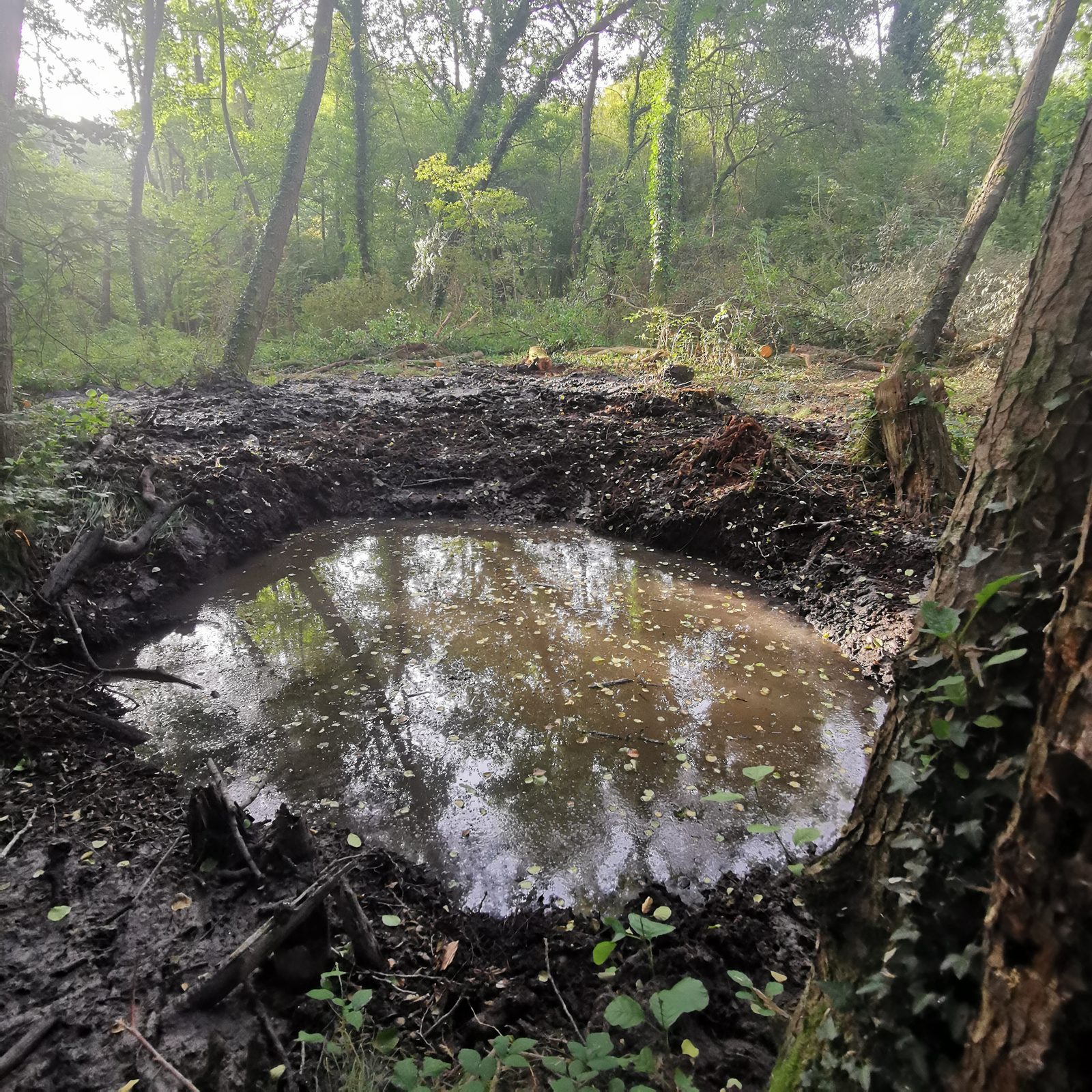 Mare forestière deux jours après le reprofilage, berges encore nues — Campus Nantes, 7 septembre 2023