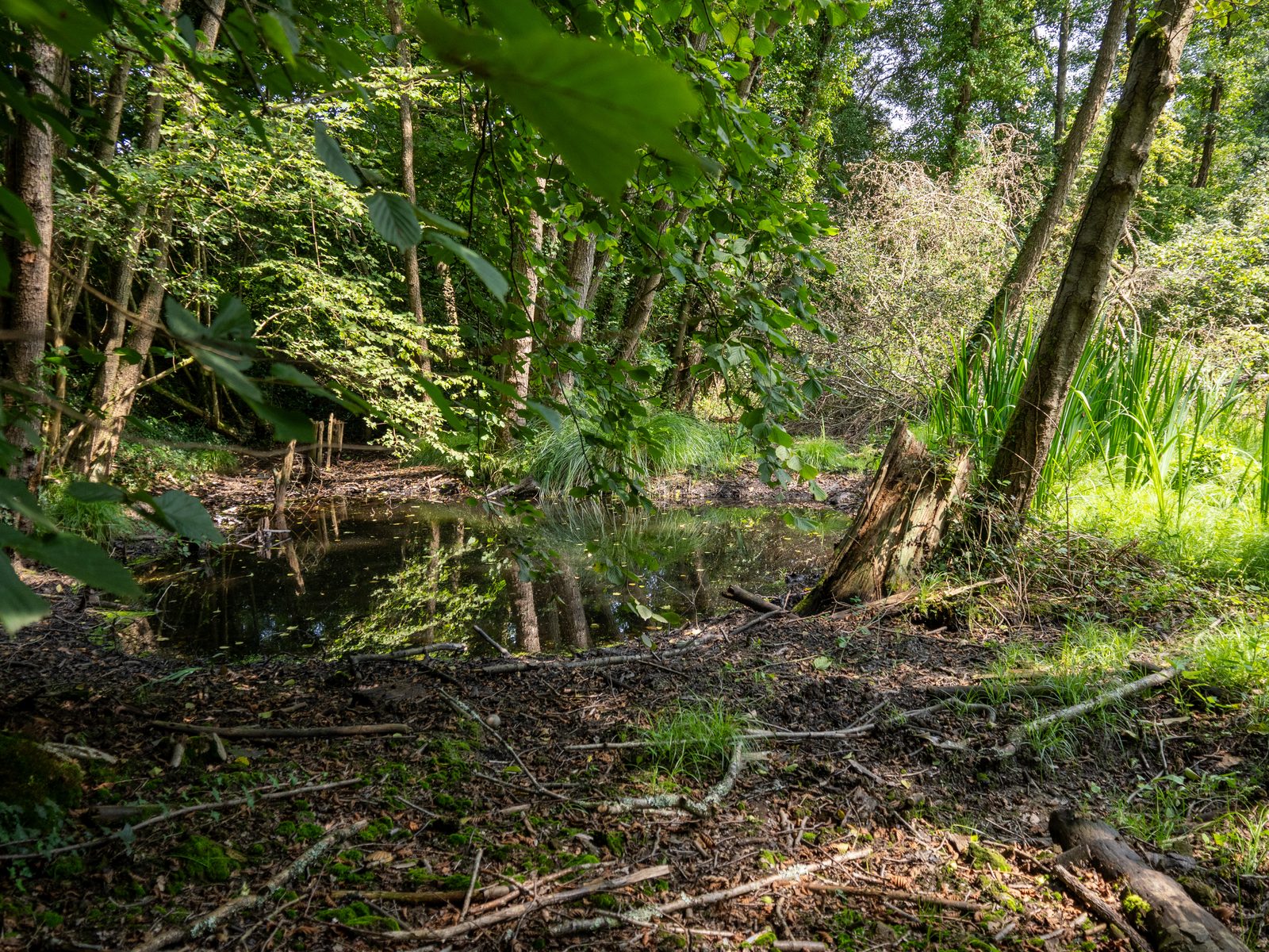 Mare forestière un an après sa restauration, berges recolonisées par la végétation — Campus Nantes, 22 août 2024