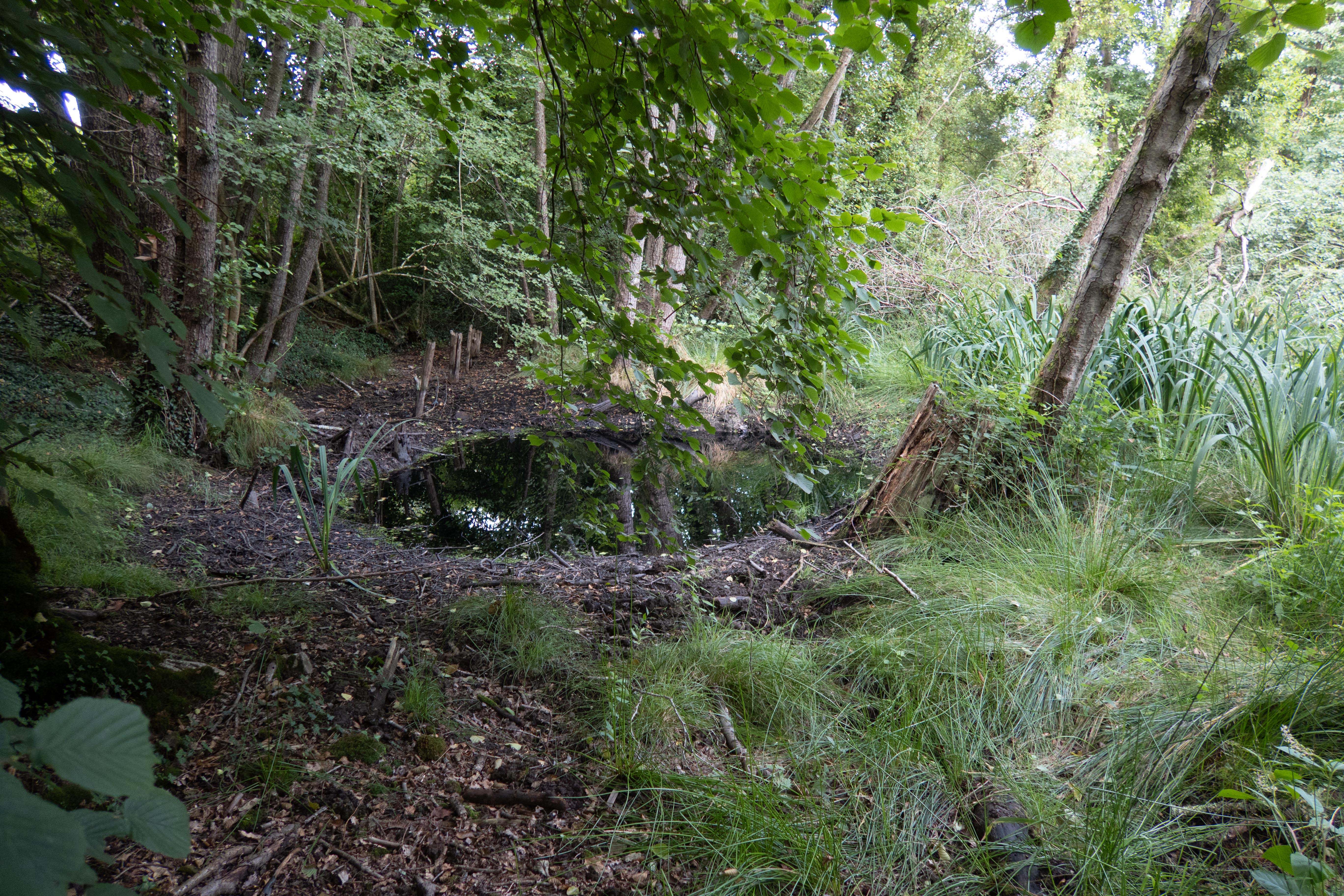 Mare forestière — Campus Nantes, juillet 2025