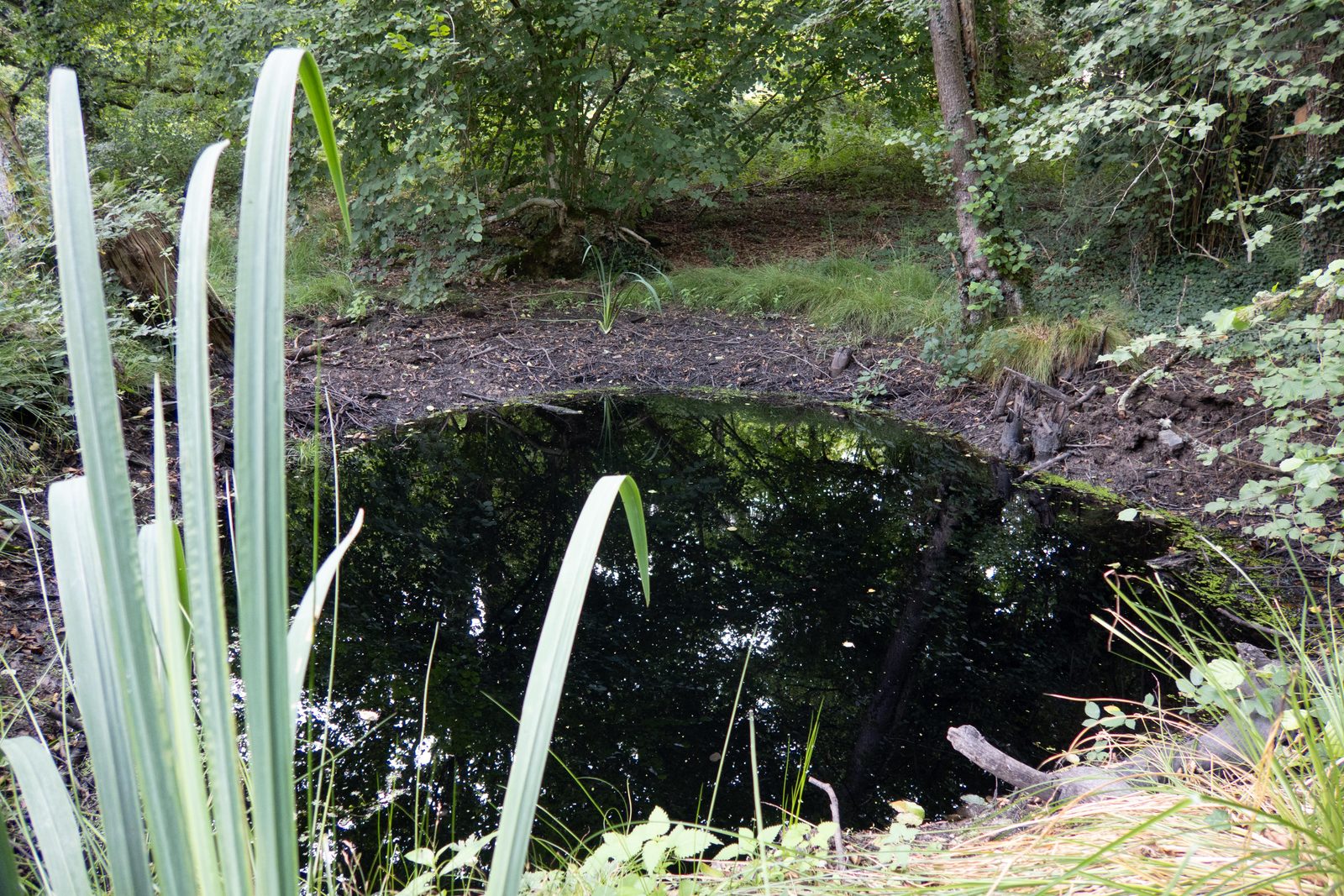 Mare forestière en été, niveau bas, hélophytes au premier plan — Campus Nantes, probablement juillet 2025