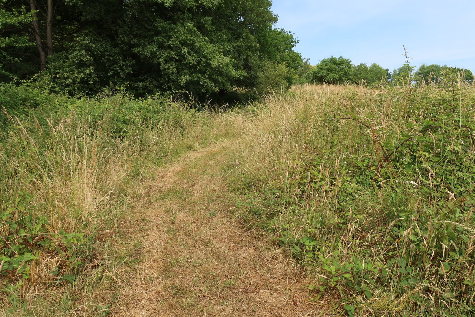 Ourlet arbustif et hautes herbes en lisière