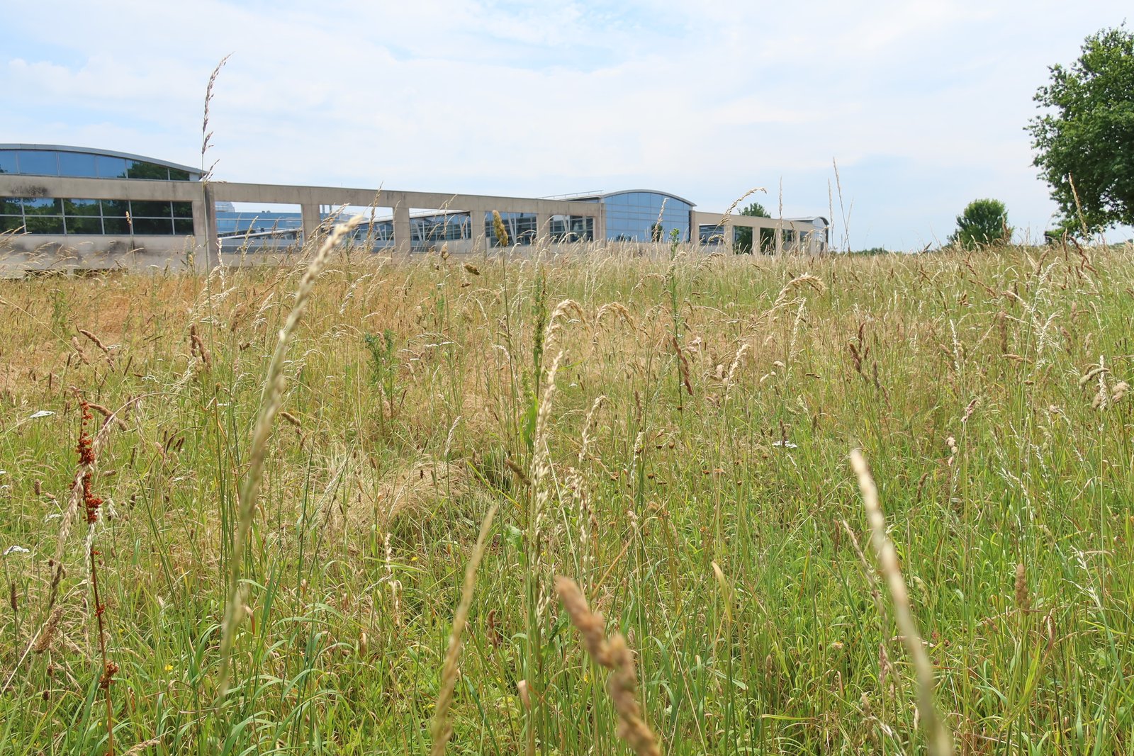 Prairie fleurie devant le campus