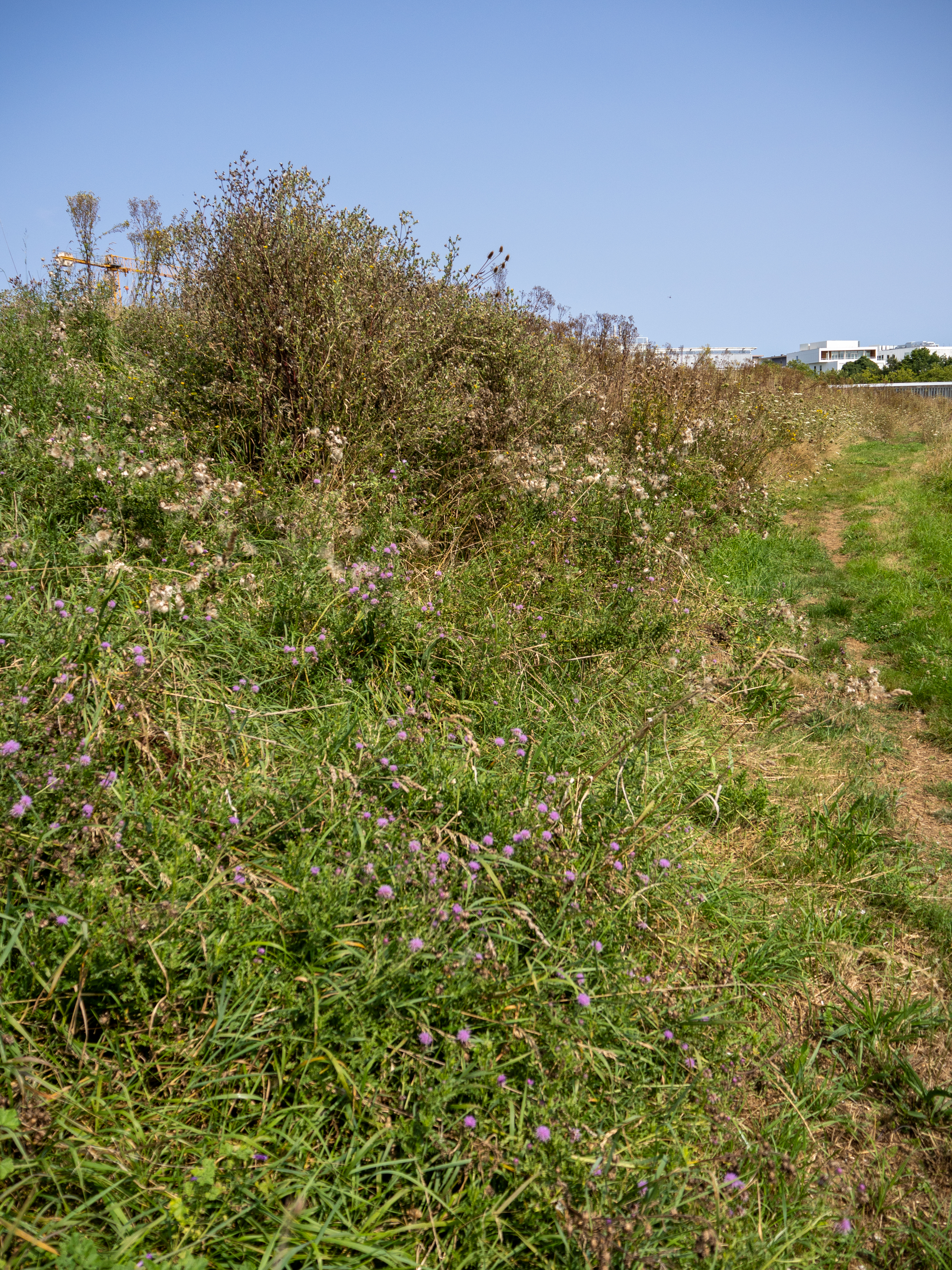 Prairie fleurie, gestion différenciée — Campus Nantes