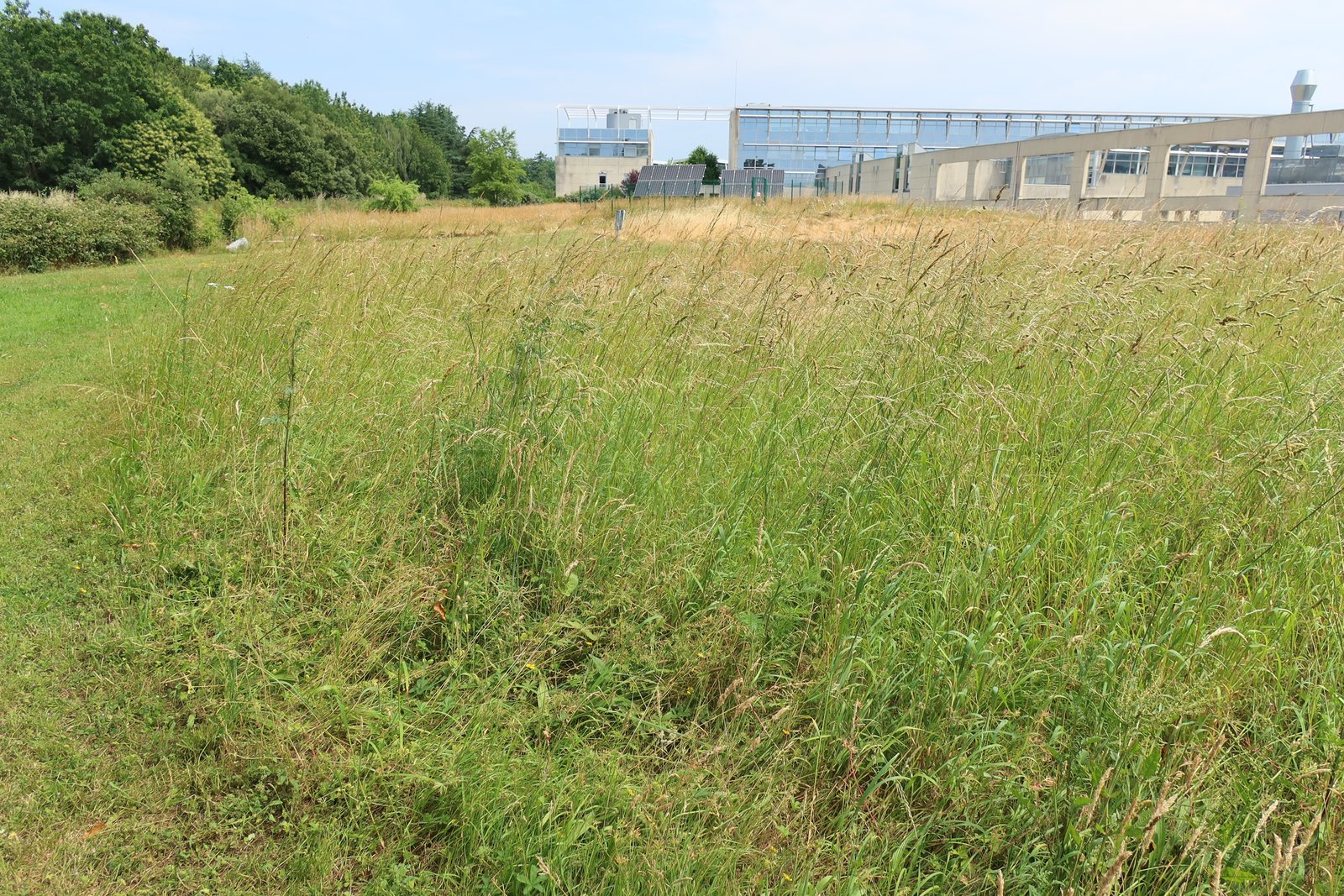 Prairie haute en graminées le long du bâtiment