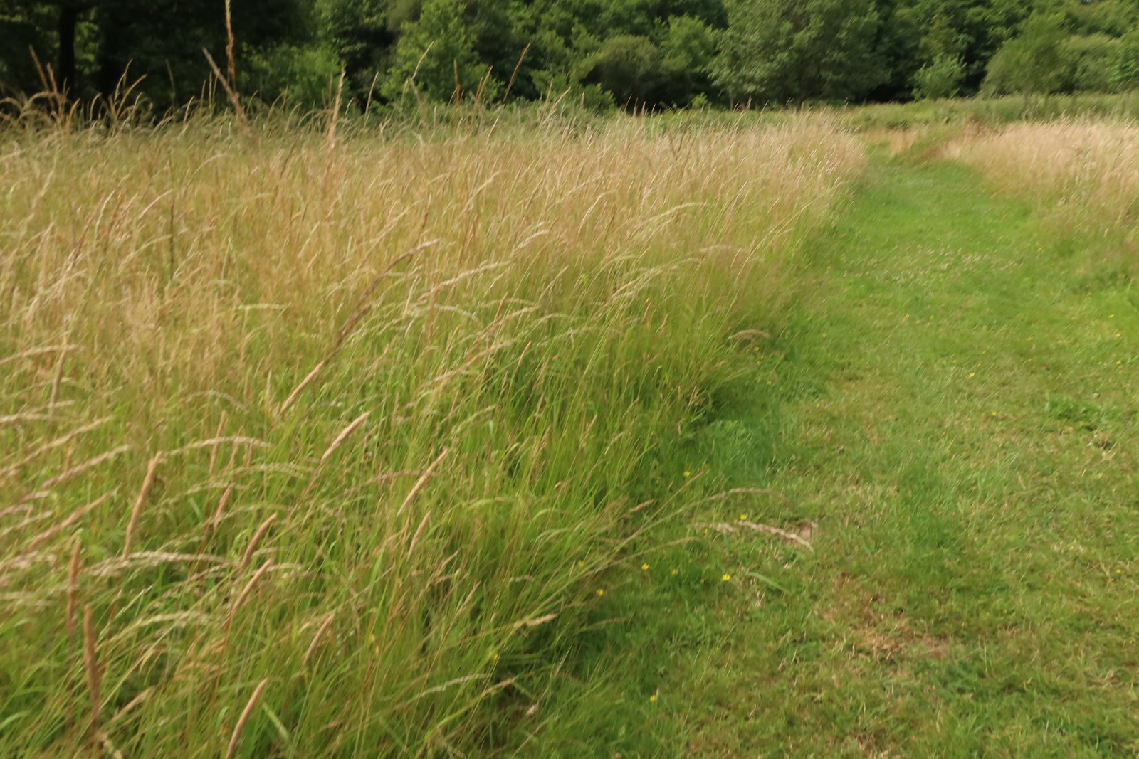 Prairie haute à graminées et cheminement tondu
