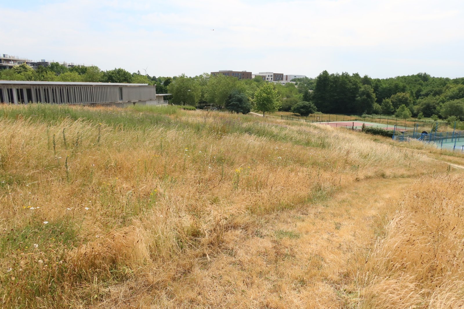 Prairie sèche en pente, bâtiments en arrière-plan