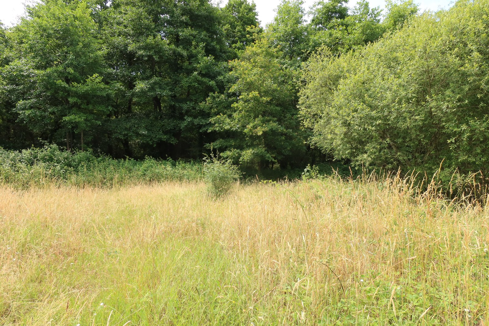 Prairie tondue en lisière de boisement