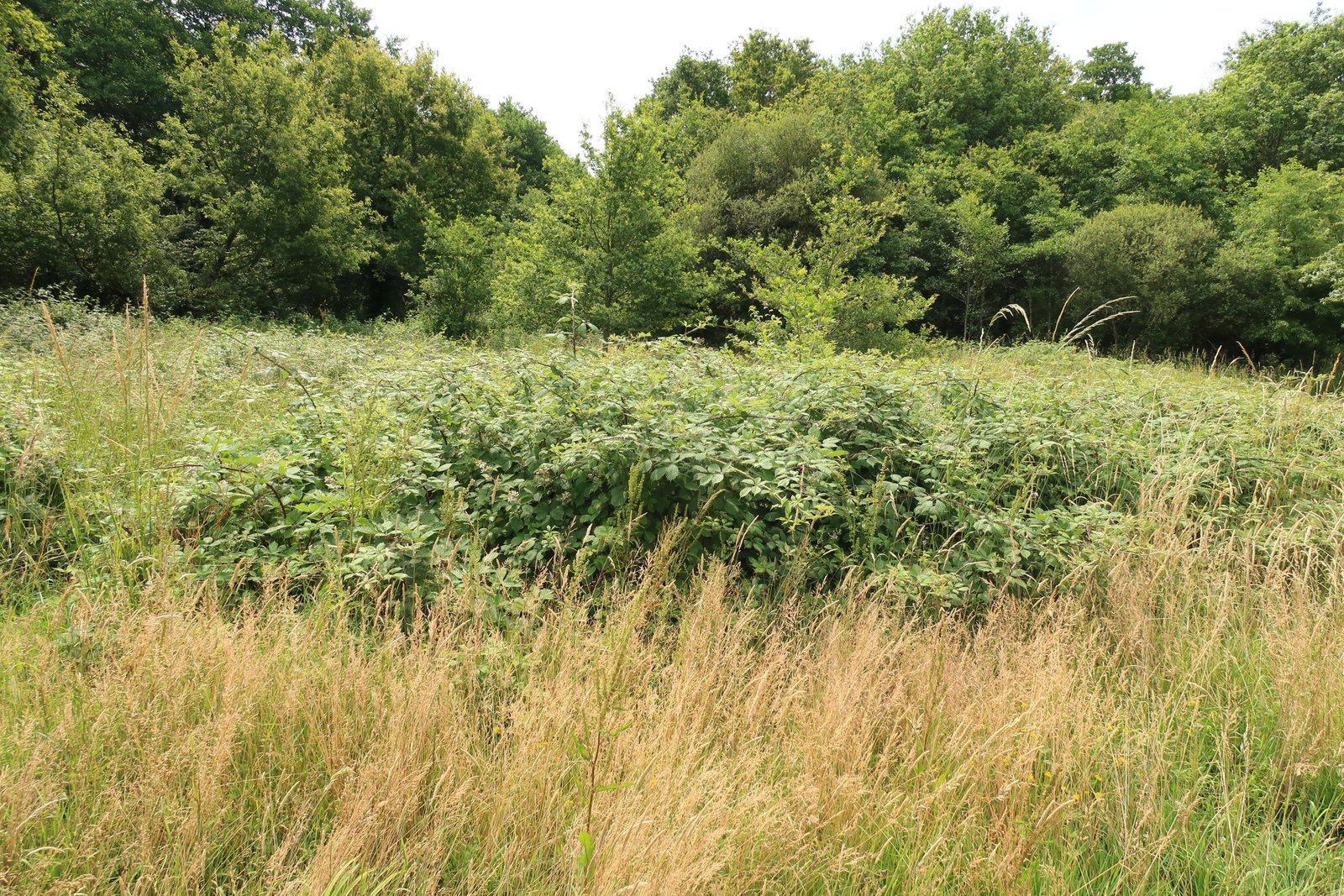 Ronciers en progression dans la prairie