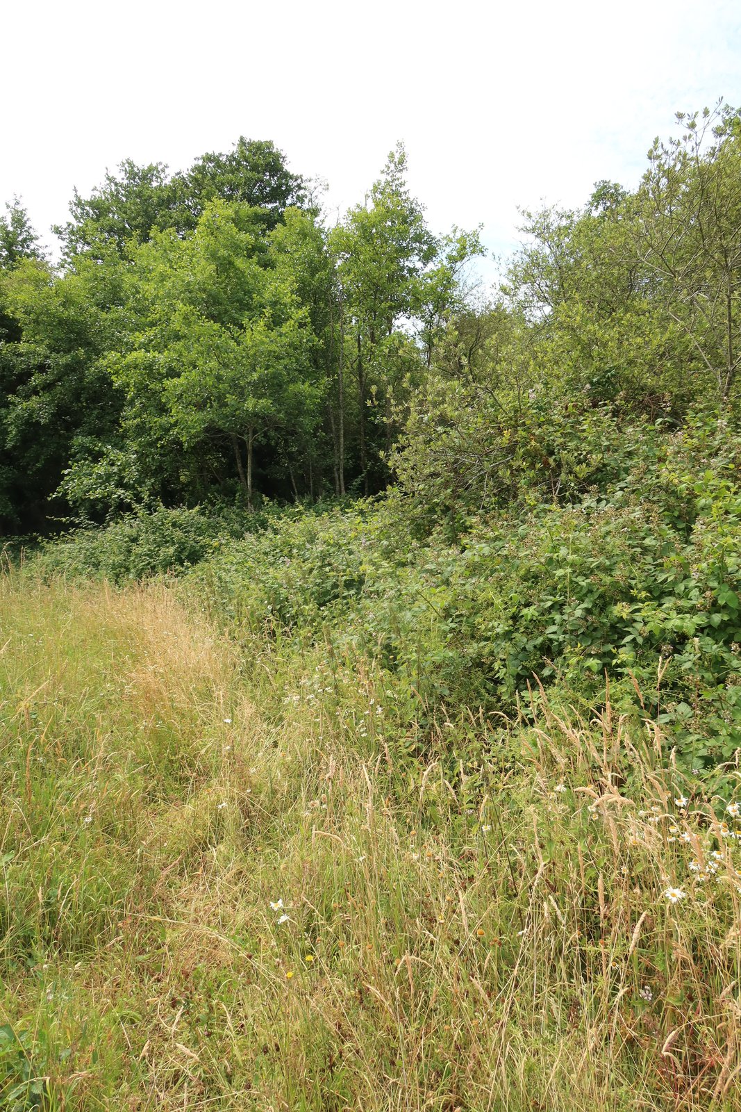 Sentier fauché dans les hautes herbes