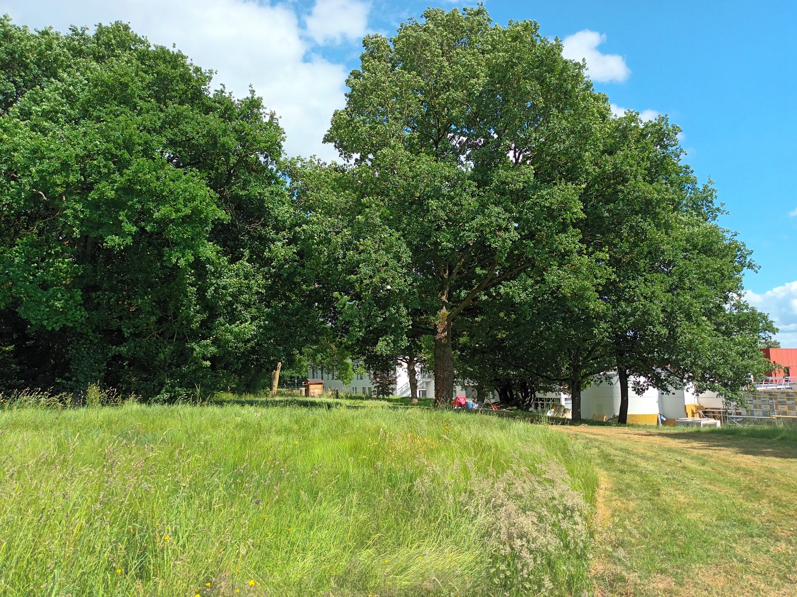 Chênes en lisière de prairie haute