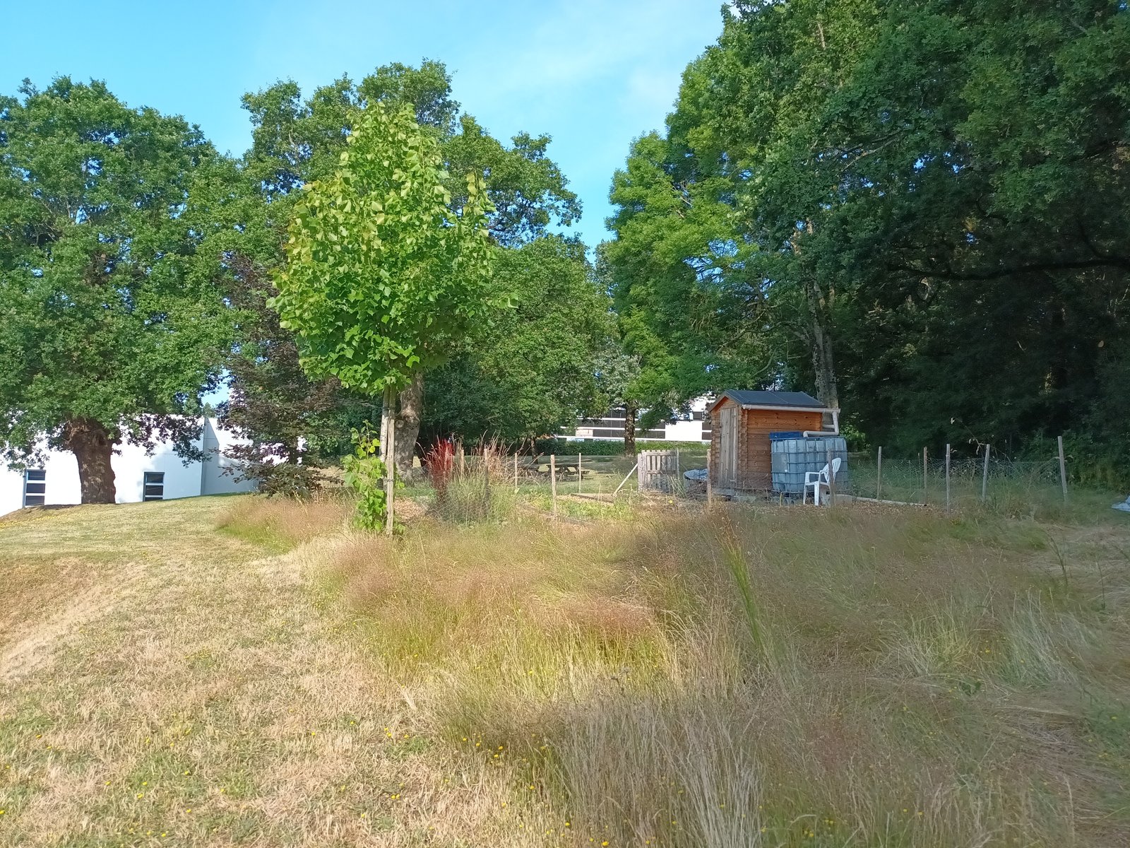 Lisière arborée, jeune arbre et prairie sèche