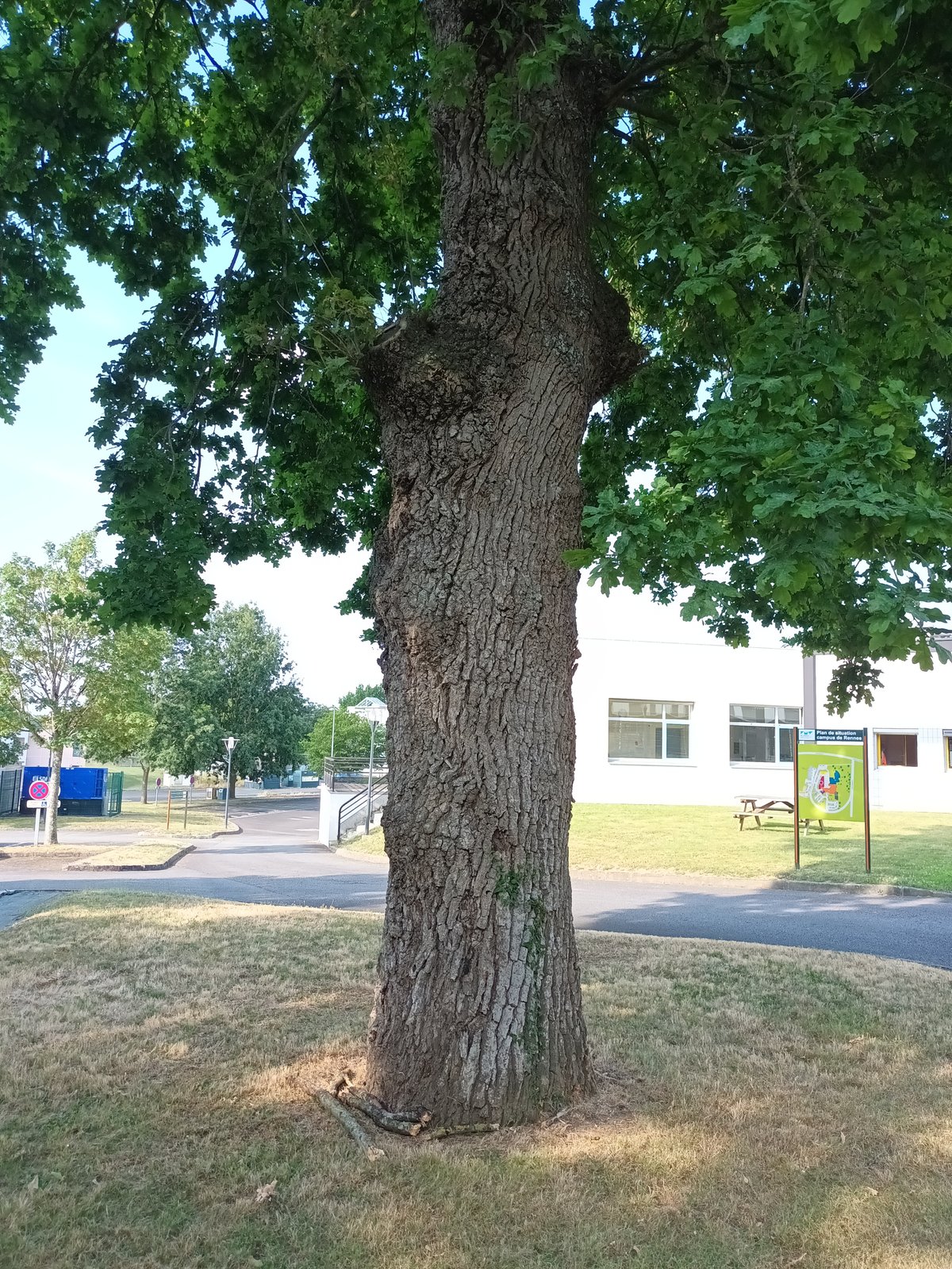 Zone Est — arbre remarquable (1)