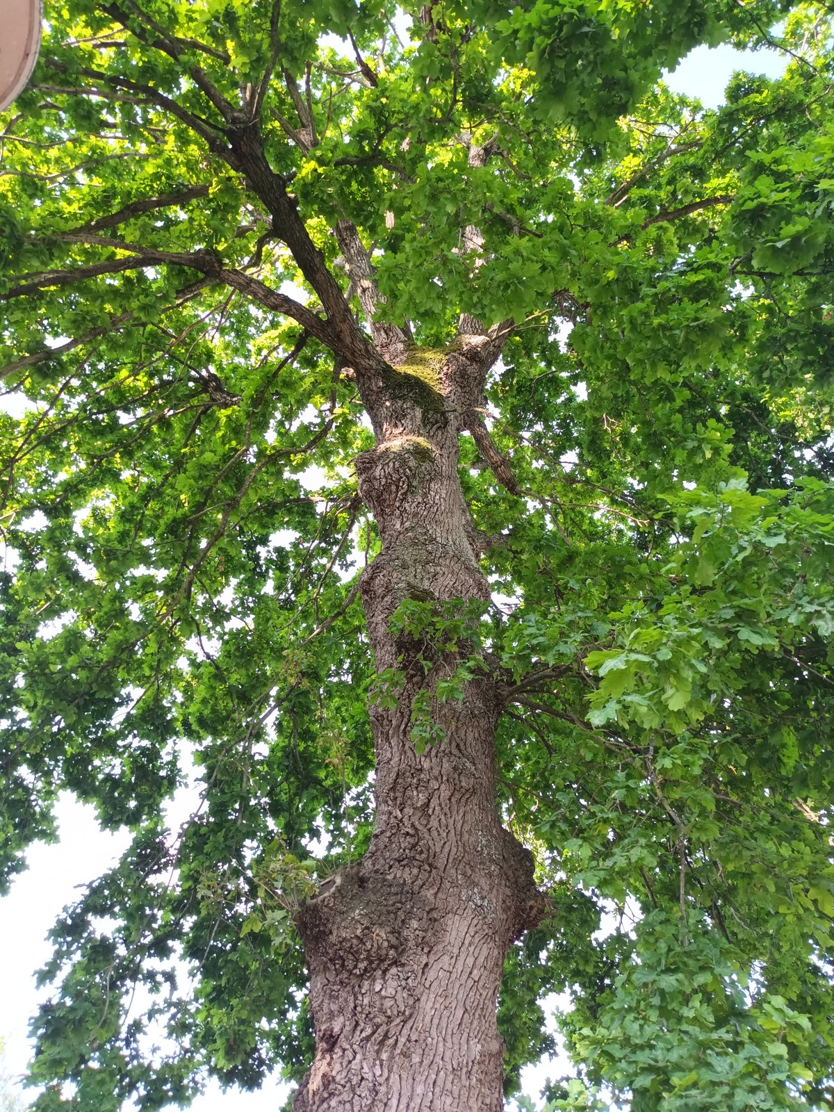 Zone Est — arbre remarquable (2)