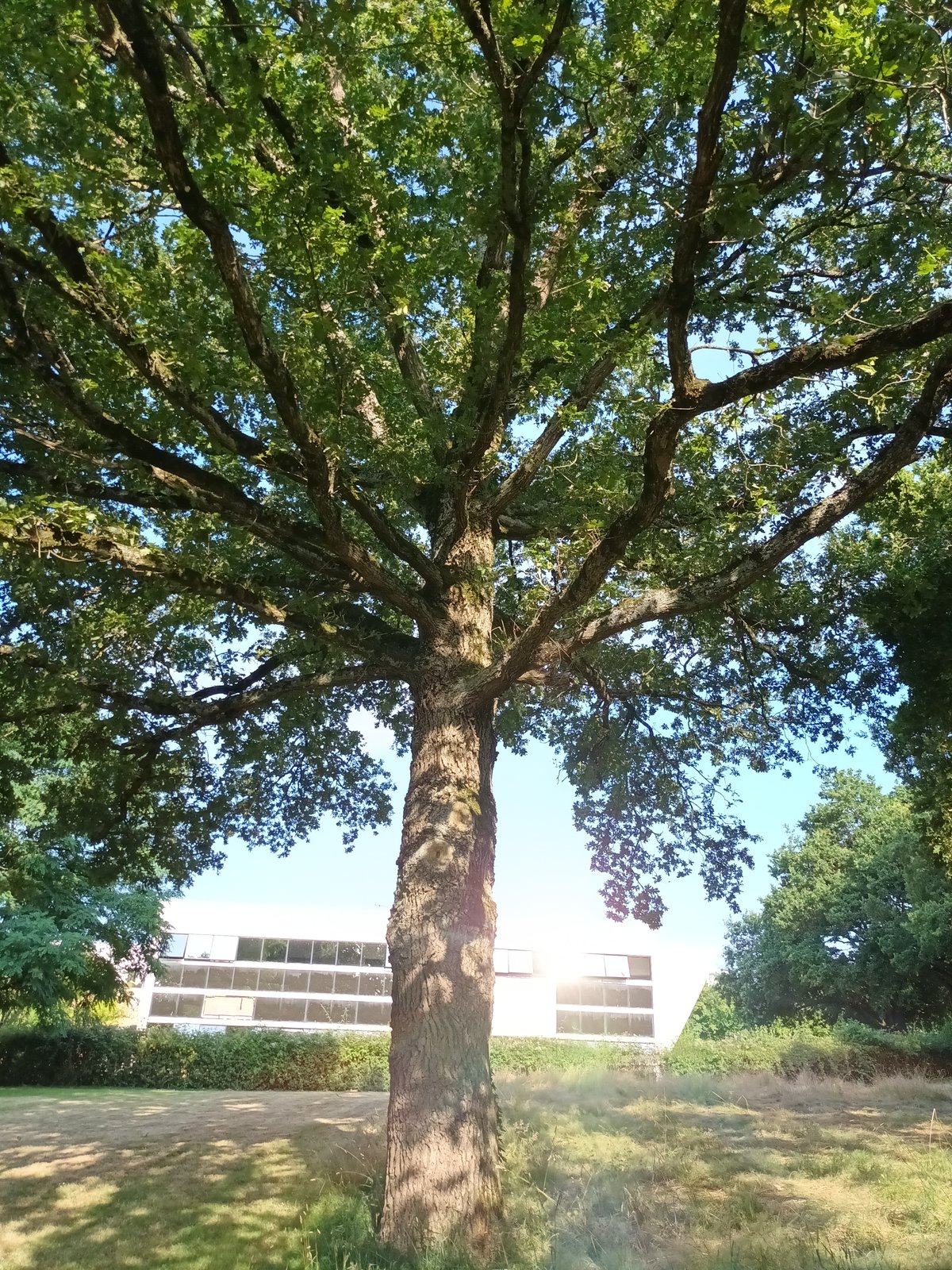 Zone Nord — arbre remarquable