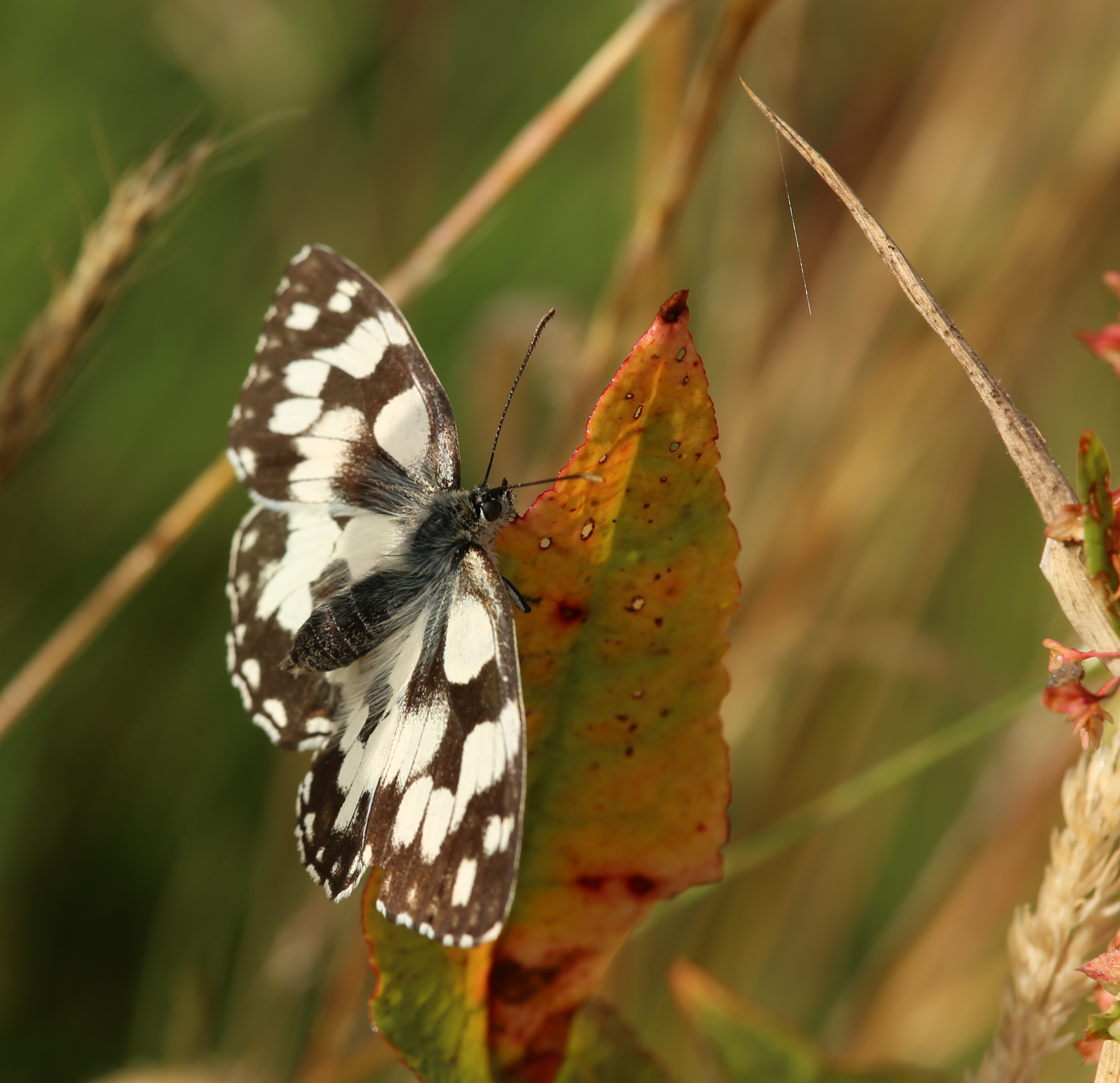 Demi-Deuil Melanargia galathea — 17 juin 2022, Campus Nantes