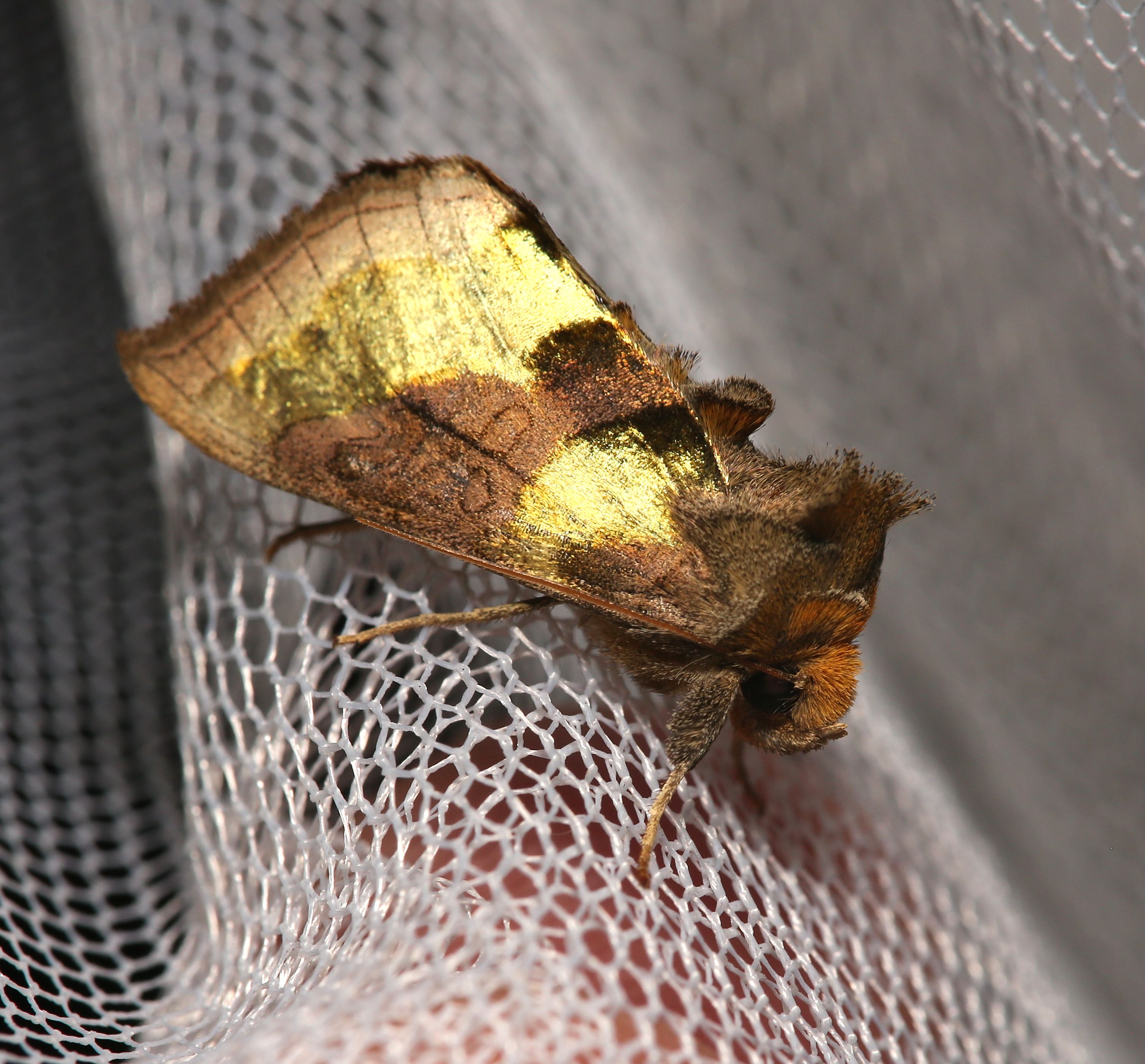 Plusie vert-doré Diachrysia chrysitis — 16 mai 2023, Campus Nantes
