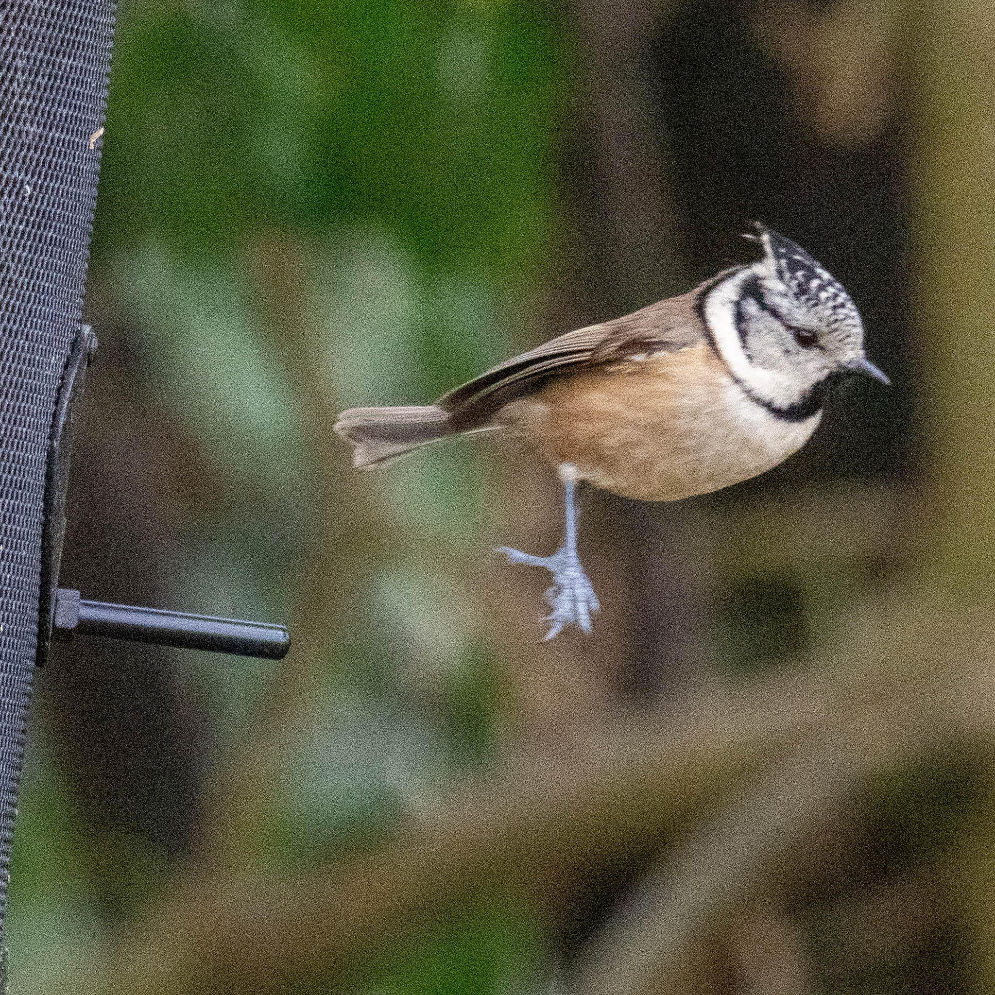 Mésange huppée — 15 janvier 2026