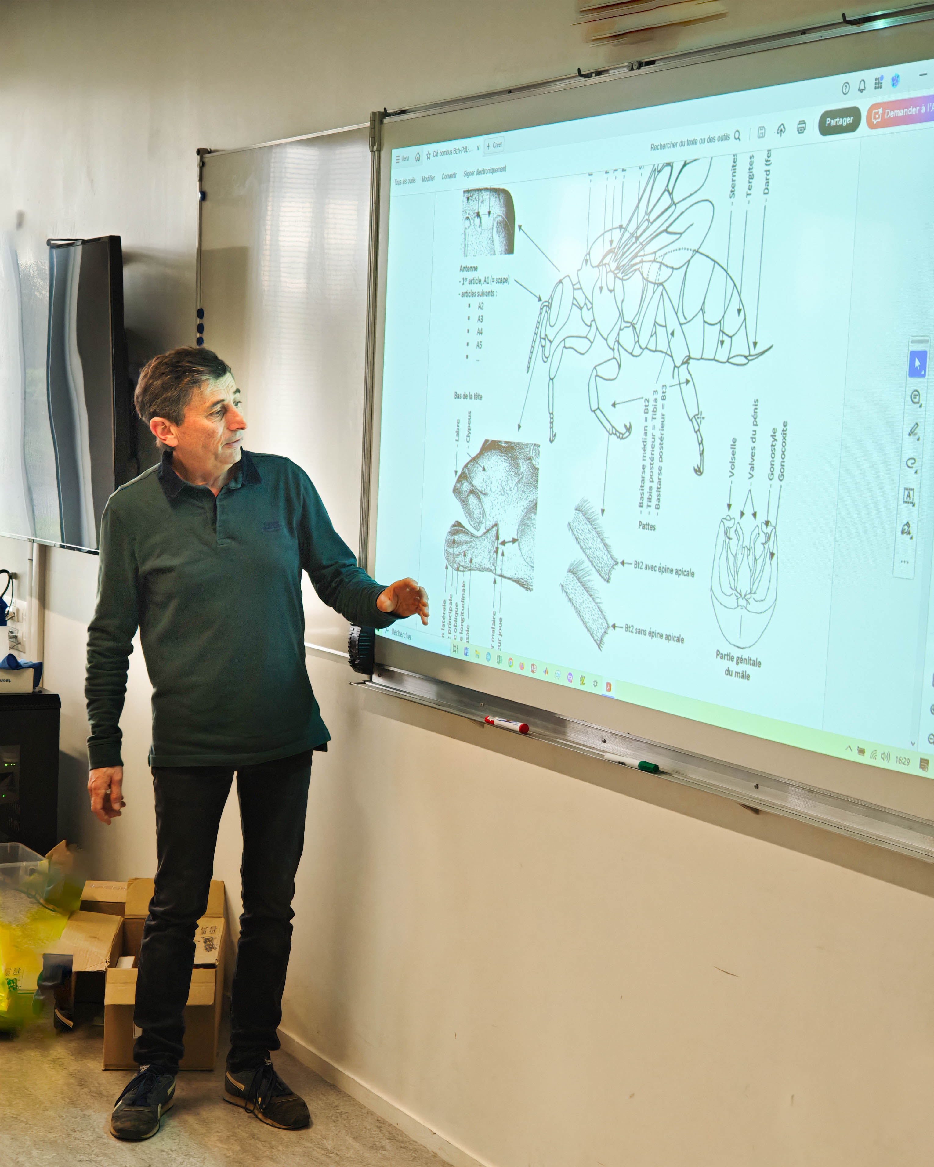 Gilles Mahé présente la morphologie des bourdons devant un tableau interactif