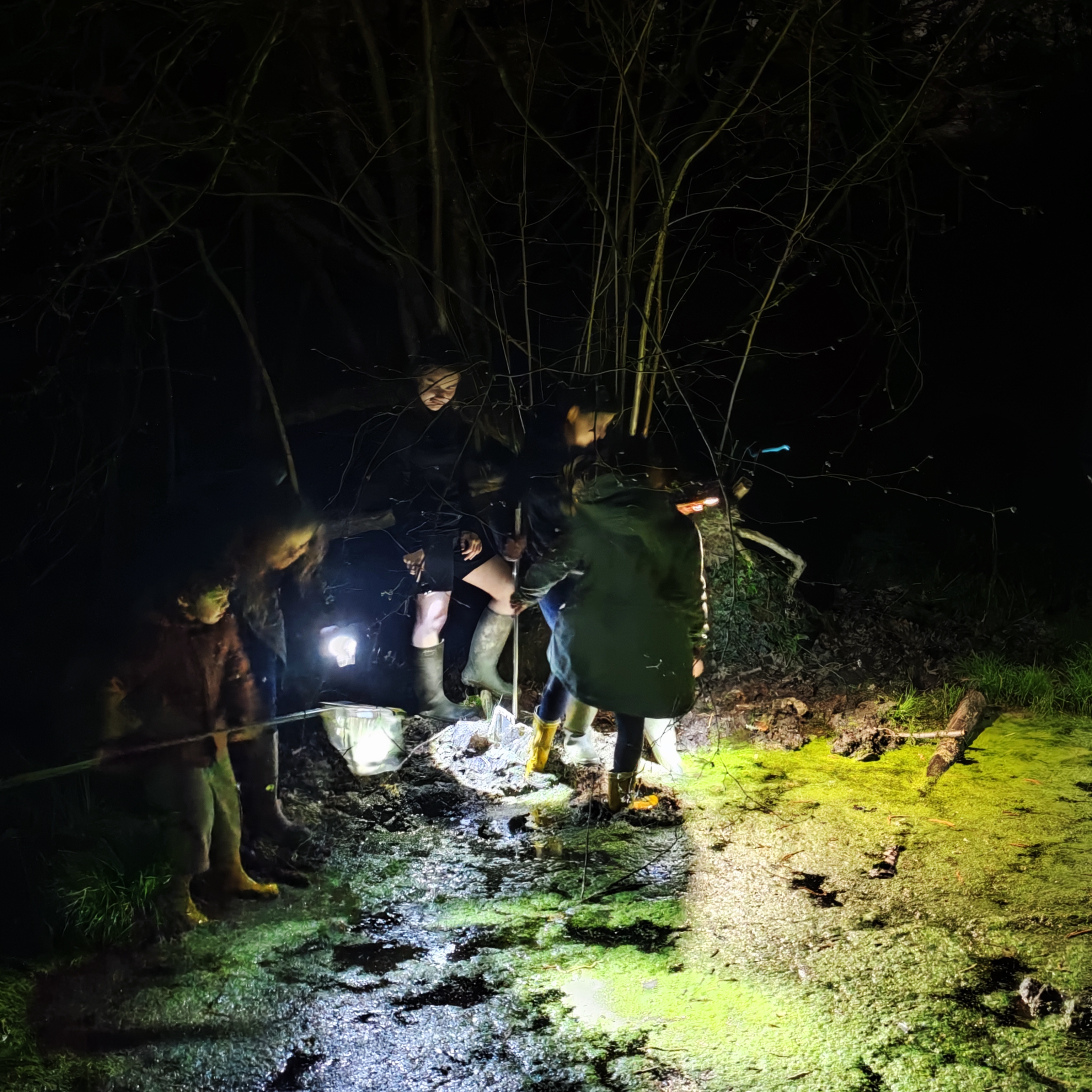 Sortie amphibiens nocturne — 19 mars 2026, Campus Nantes