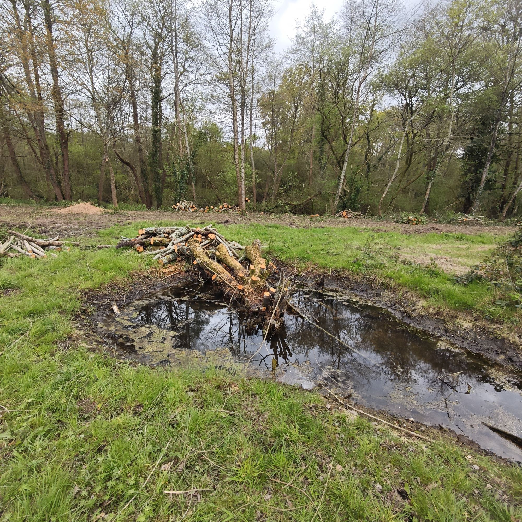 Point d'eau en lisière, bois d'abattage laissé en tas — 31 mars 2026, Campus Nantes