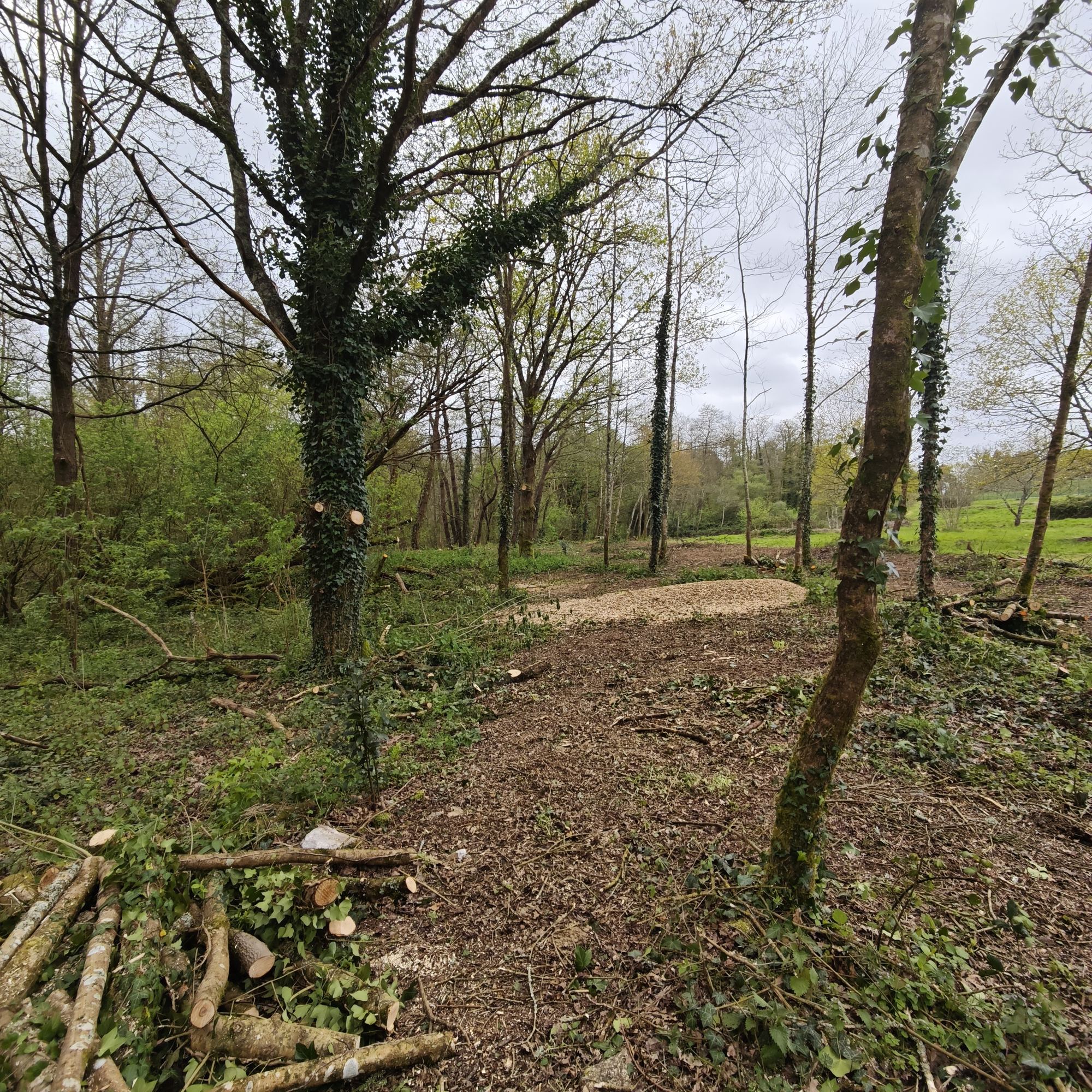 Sous-bois de la lisière après élagage des chênes — 31 mars 2026, Campus Nantes