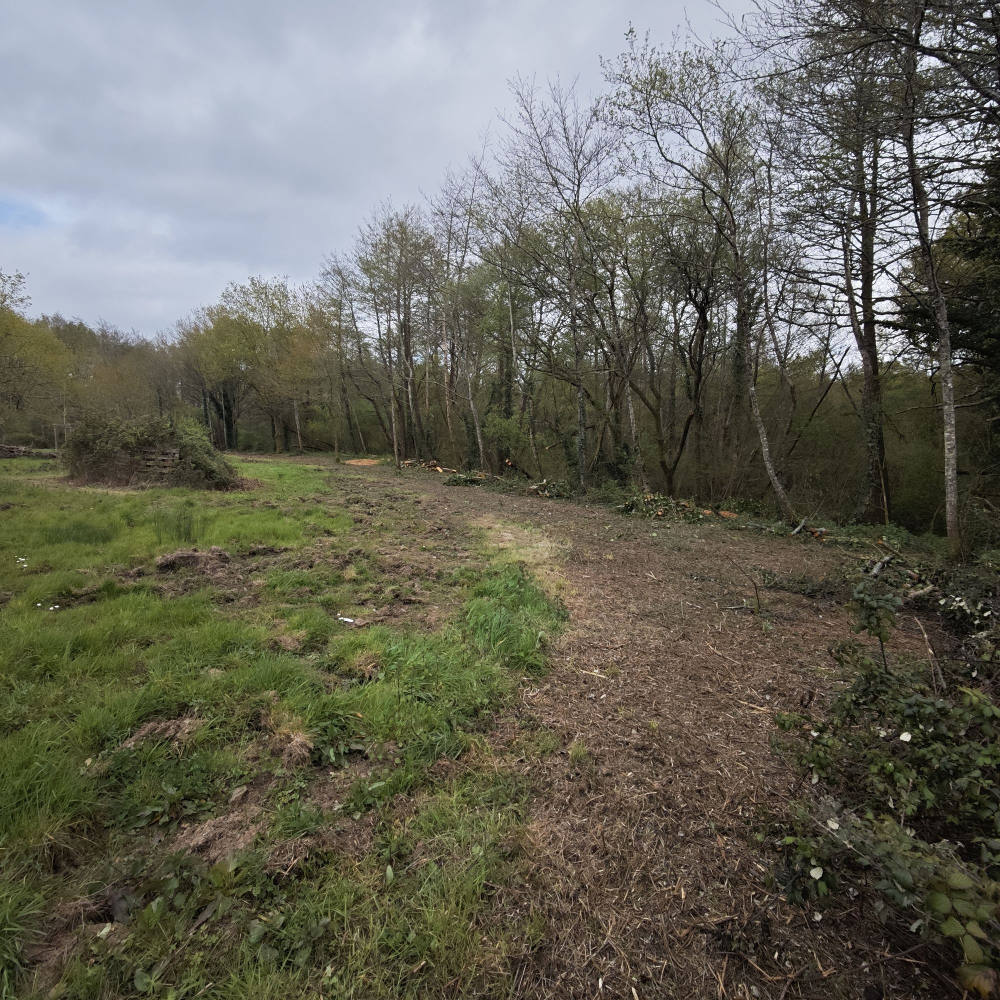 Lisière sud de la prairie rouverte — 31 mars 2026, Campus Nantes