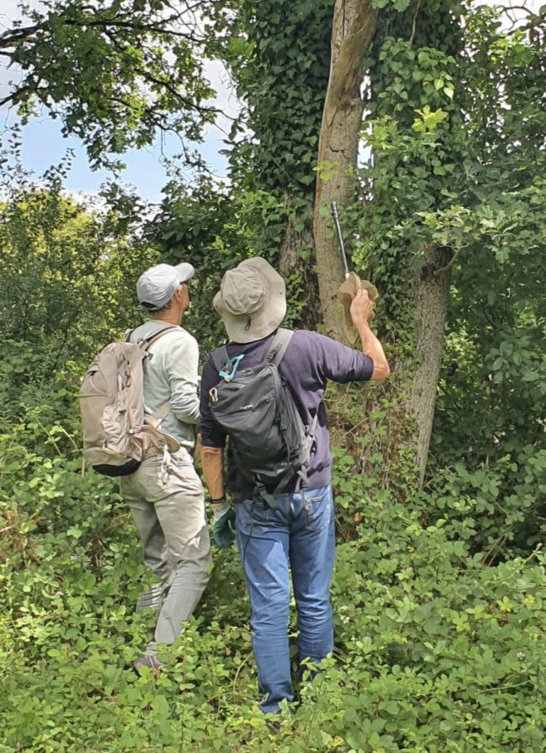 Observation des trous d'émergence de coléoptères saproxyliques — 10 juin 2026, Champ de Manœuvre