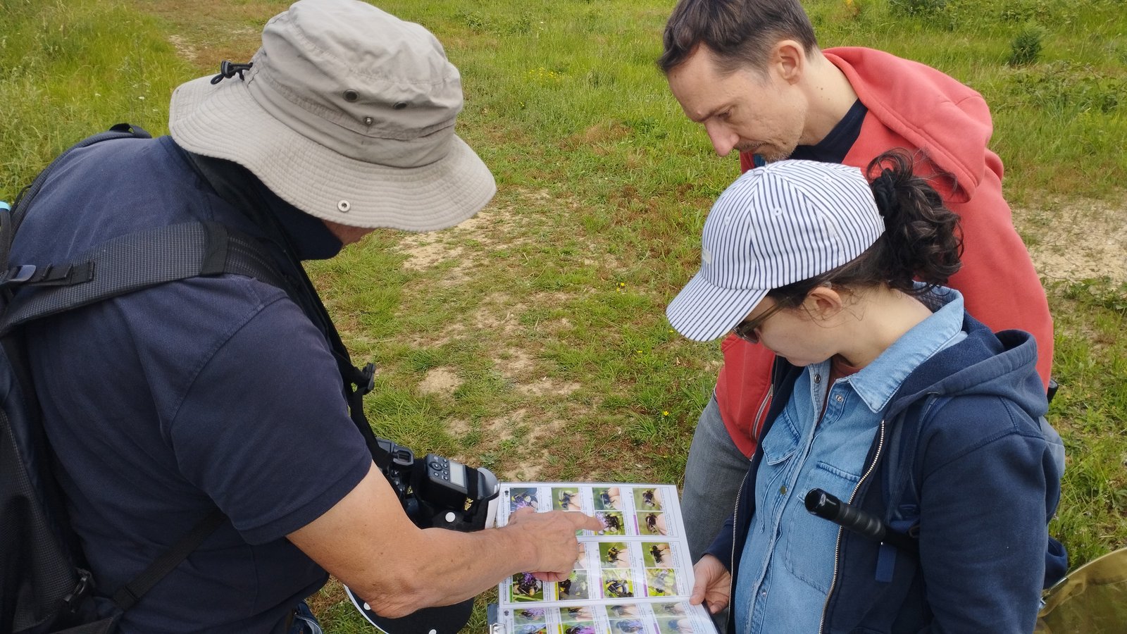Utilisation des planches de détermination de Bombus sp. — 10 juin 2026, Champ de Manœuvre