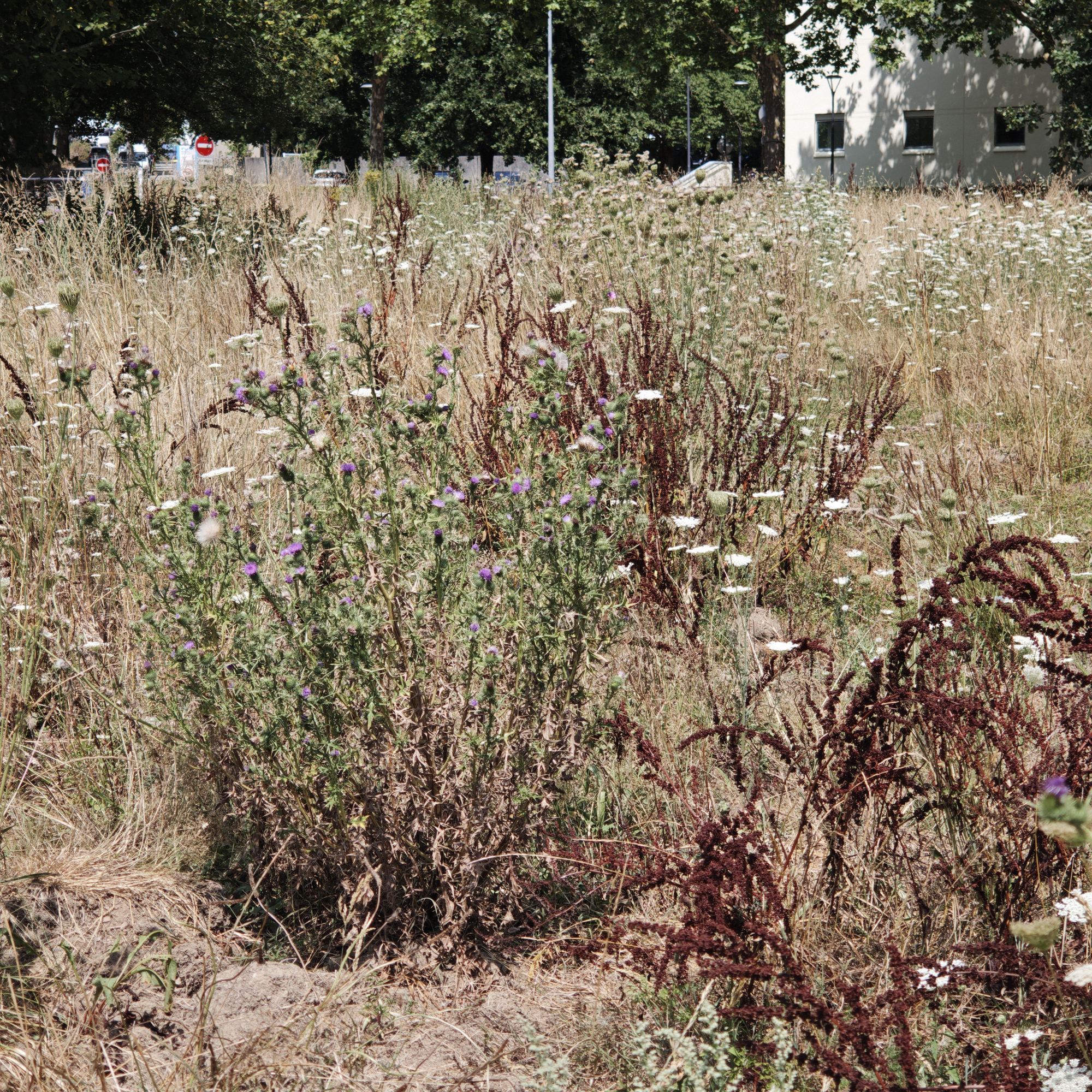 Prairie non fauchée en fleur pendant la canicule — 22 juillet 2026, Campus Nantes