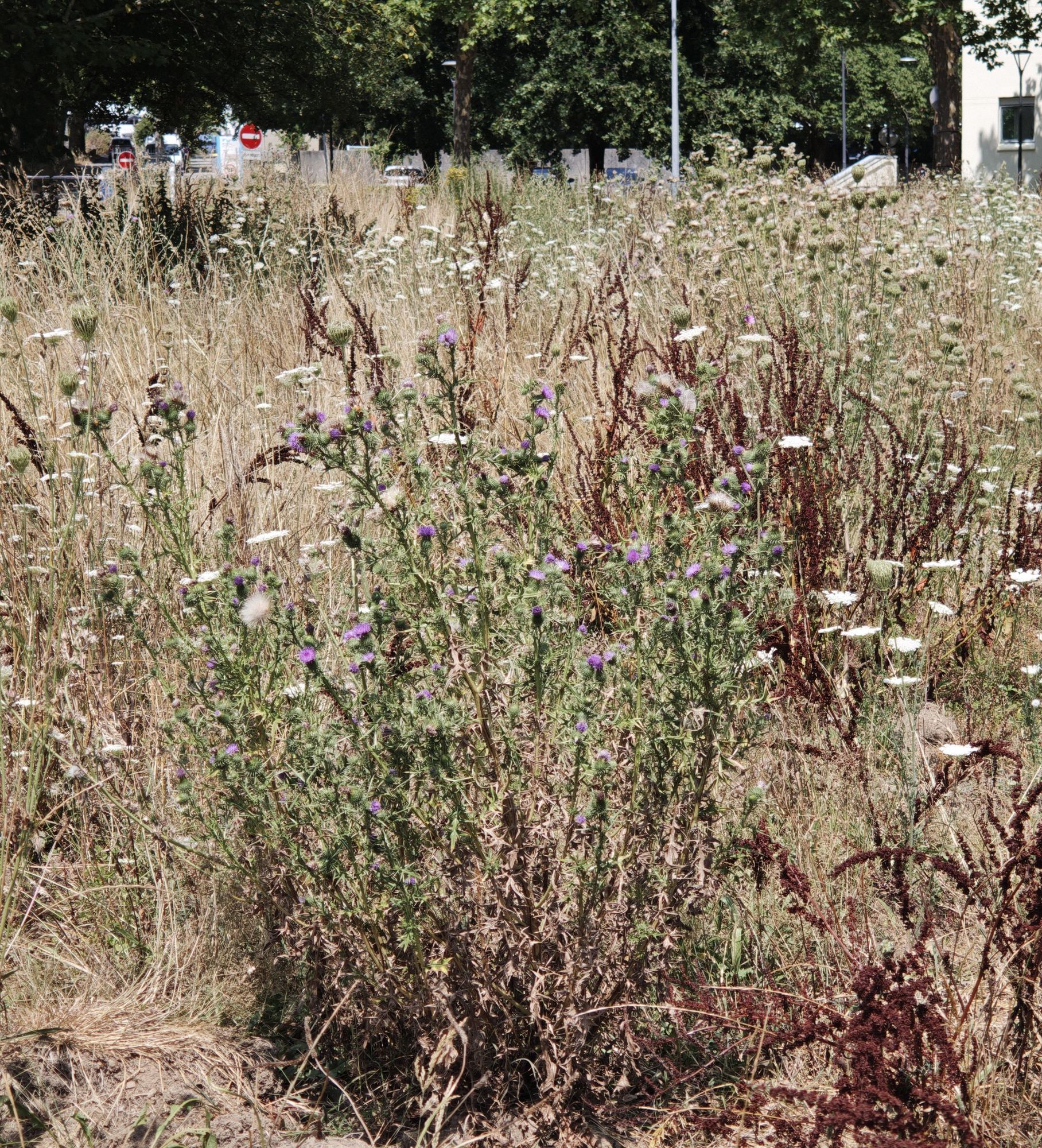 Floraison maintenue dans une prairie asséchée — 22 juillet 2026, Campus Nantes