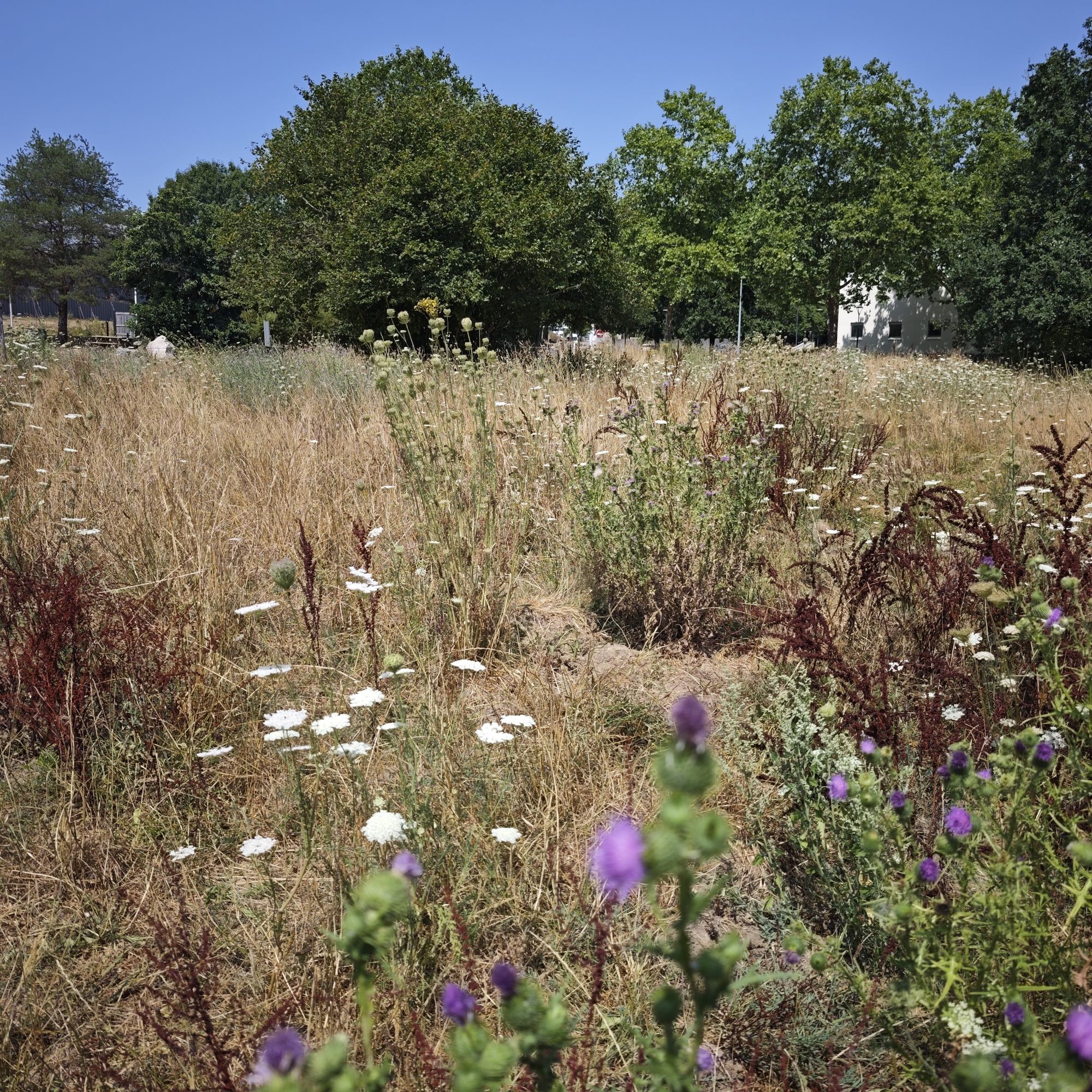 Prairie haute aux abords des bâtiments du campus — 22 juillet 2026, Campus Nantes