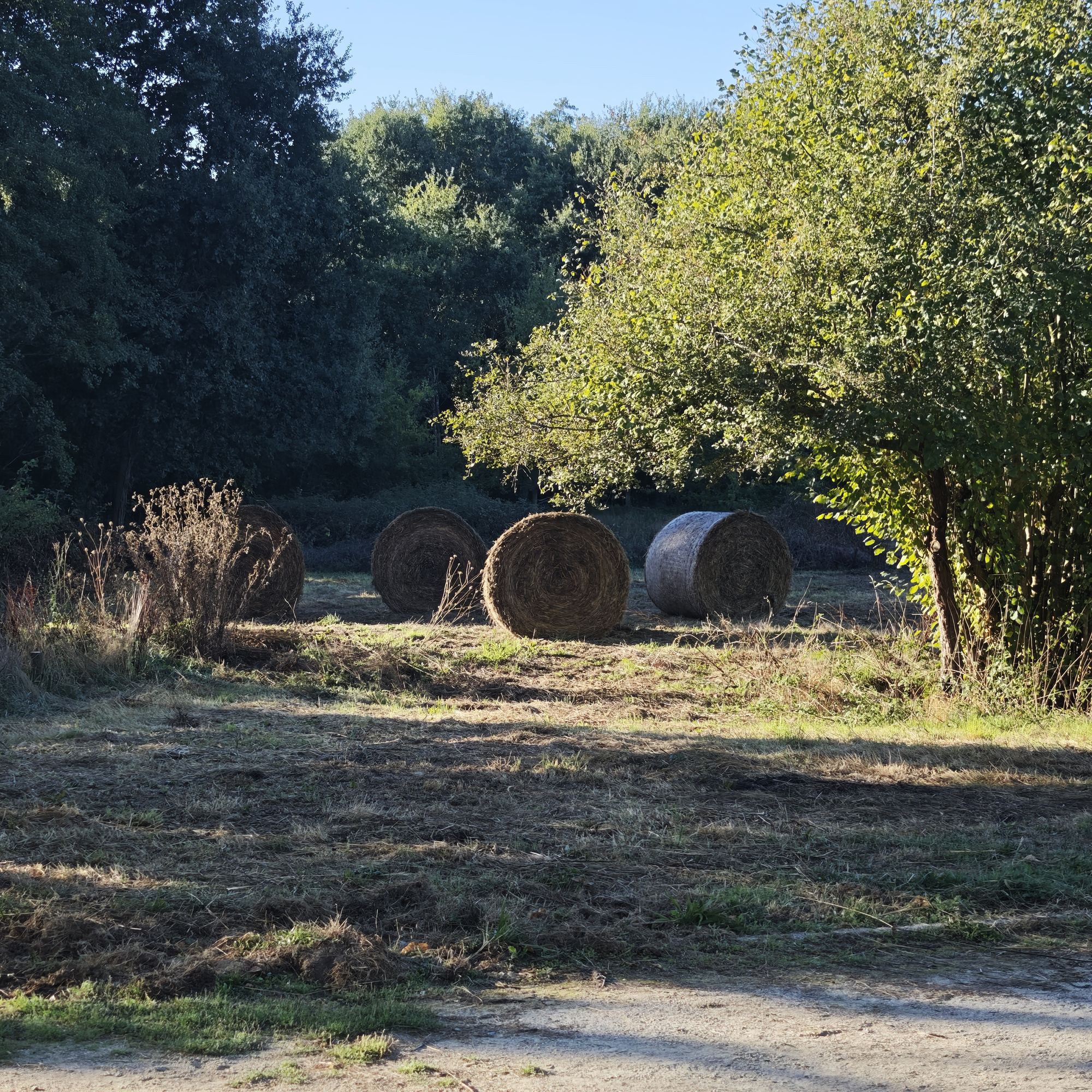Balles rondes dans une clairière fauchée en lisière boisée — 22 septembre 2026, Campus Nantes