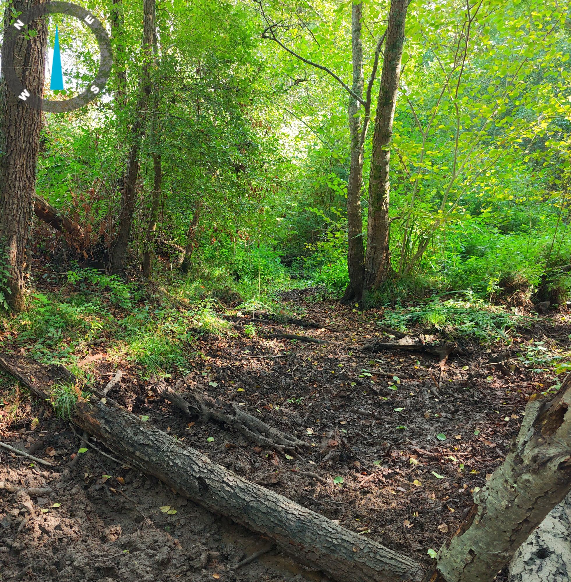 Lit asséché du ruisseau de la Conardière, encombré de bois mort — 29 septembre 2026, Campus Nantes