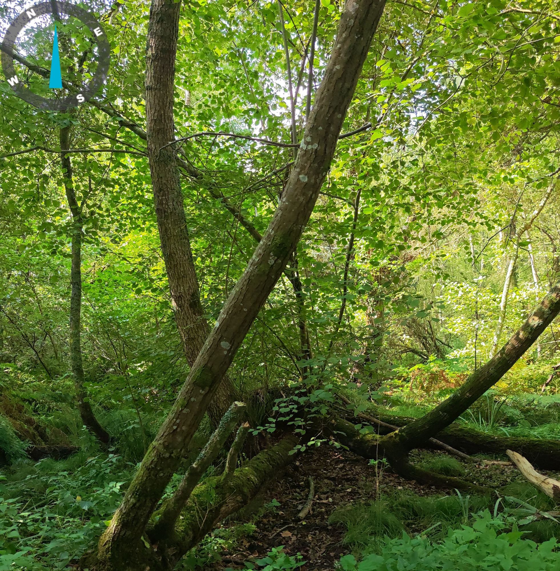 Ripisylve du ruisseau de la Conardière, troncs penchés et moussus — 29 septembre 2026, Campus Nantes
