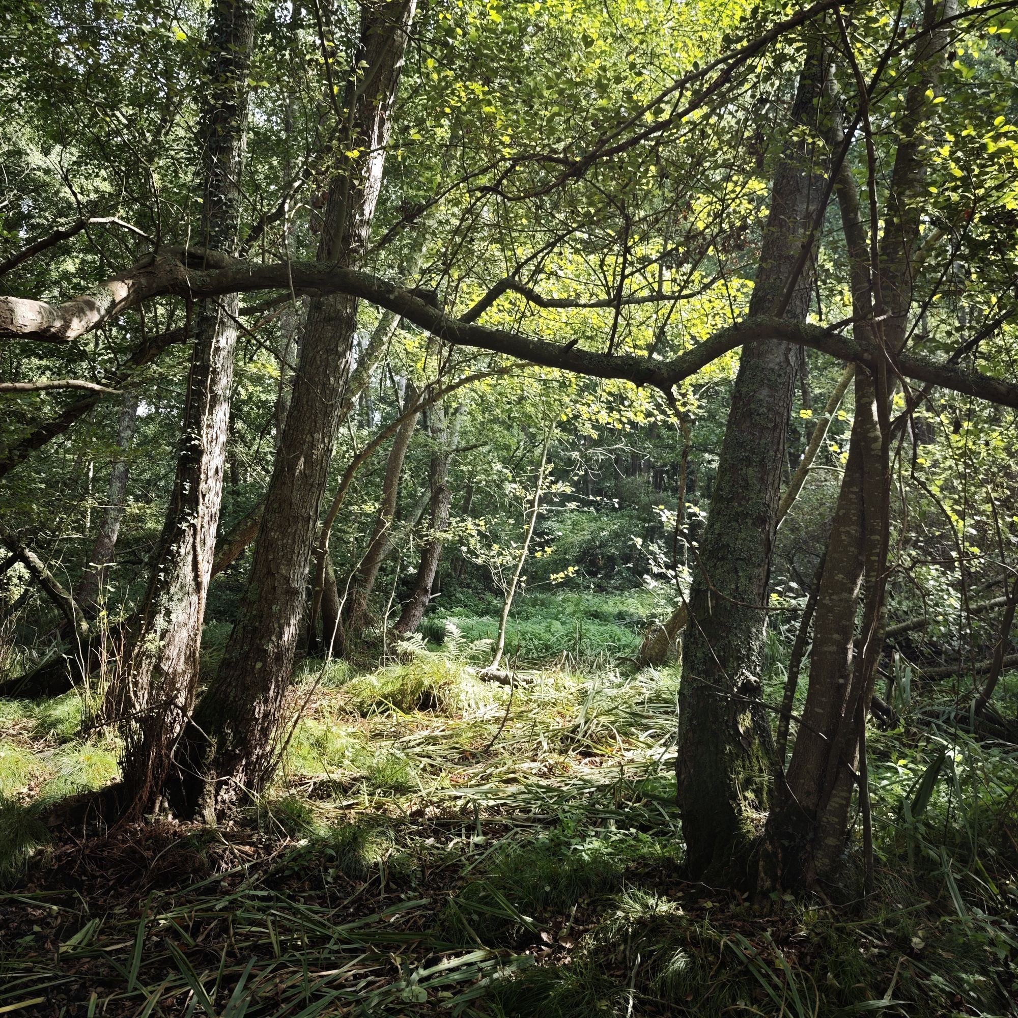Sous-bois humide et laîches couchées le long du ruisseau de la Conardière — 29 septembre 2026, Campus Nantes