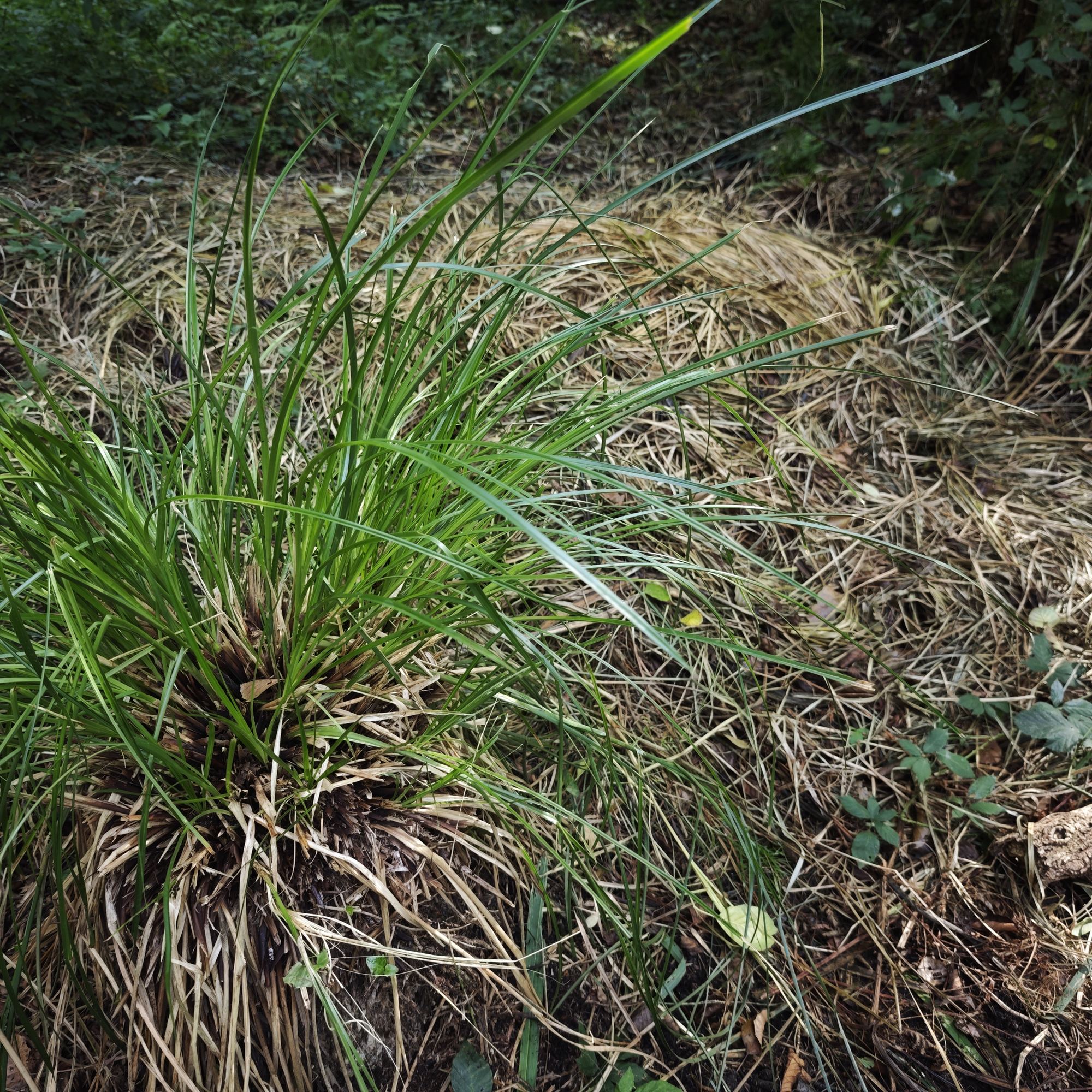 Touffe de laîche au bord d'un amas de laîches arrachées — 29 septembre 2026, Campus Nantes