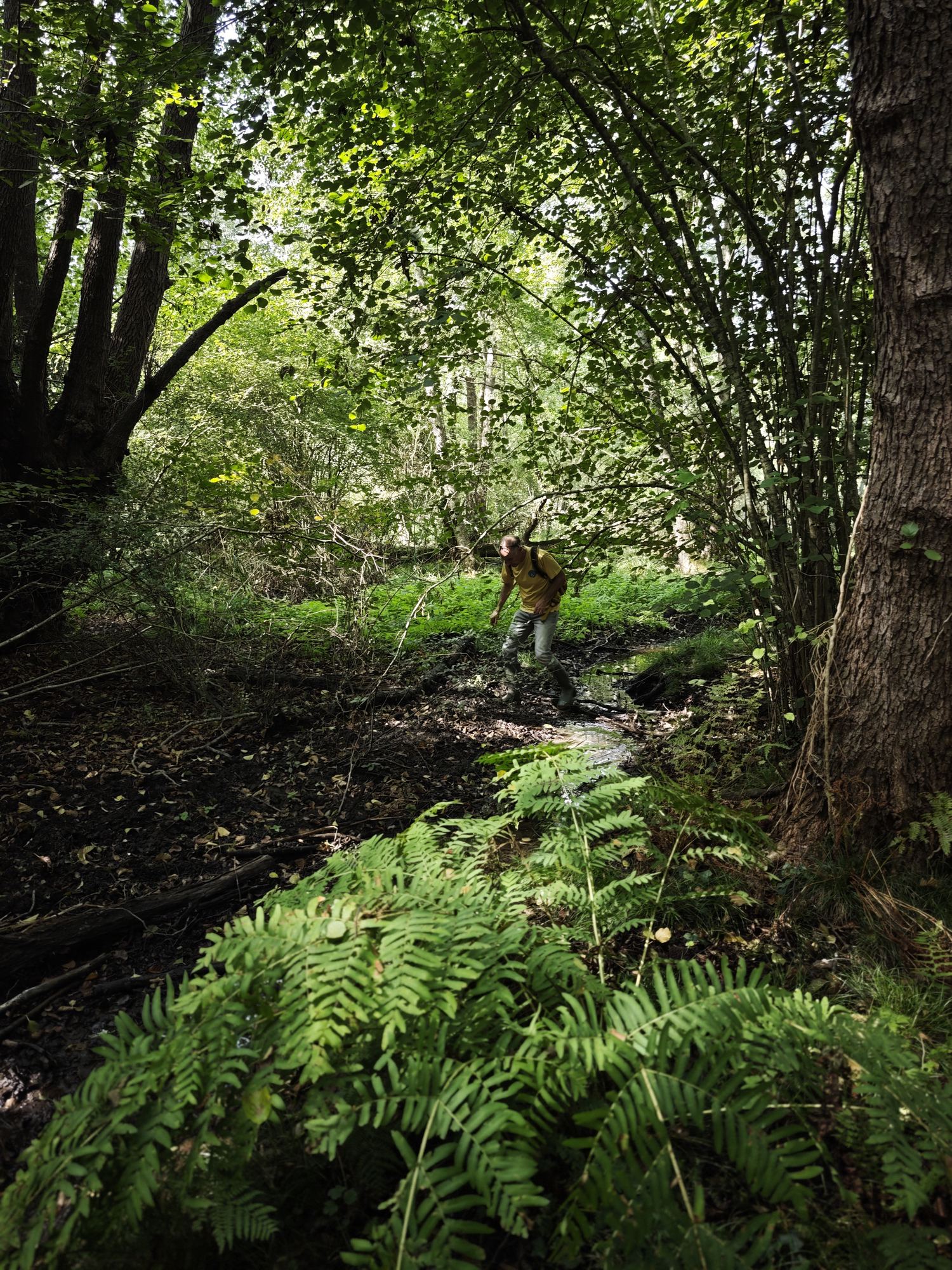 Remontée du lit à sec du ruisseau de la Conardière sous les fougères — 29 septembre 2026, Campus Nantes