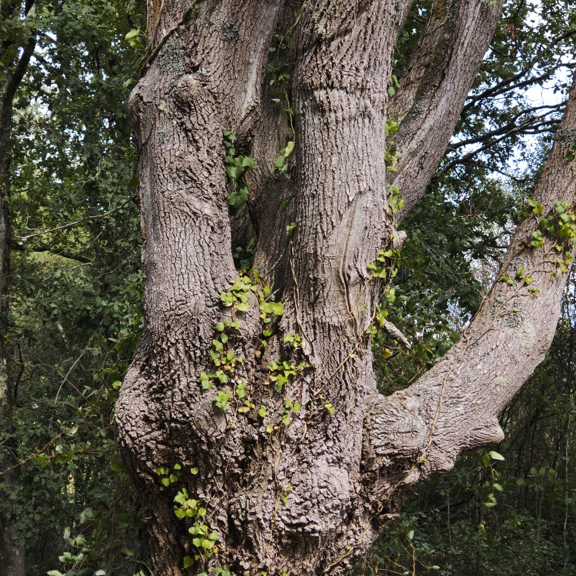 Tête d'un ancien têtard au bord du ruisseau de la Conardière — 29 septembre 2026, Campus Nantes