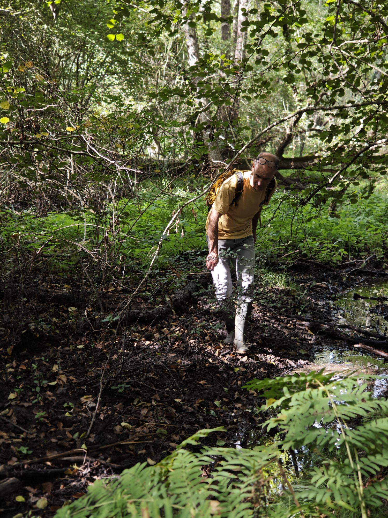 Progression dans le lit du ruisseau de la Conardière, entre flaques résiduelles et fougères — 29 septembre 2026, Campus Nantes