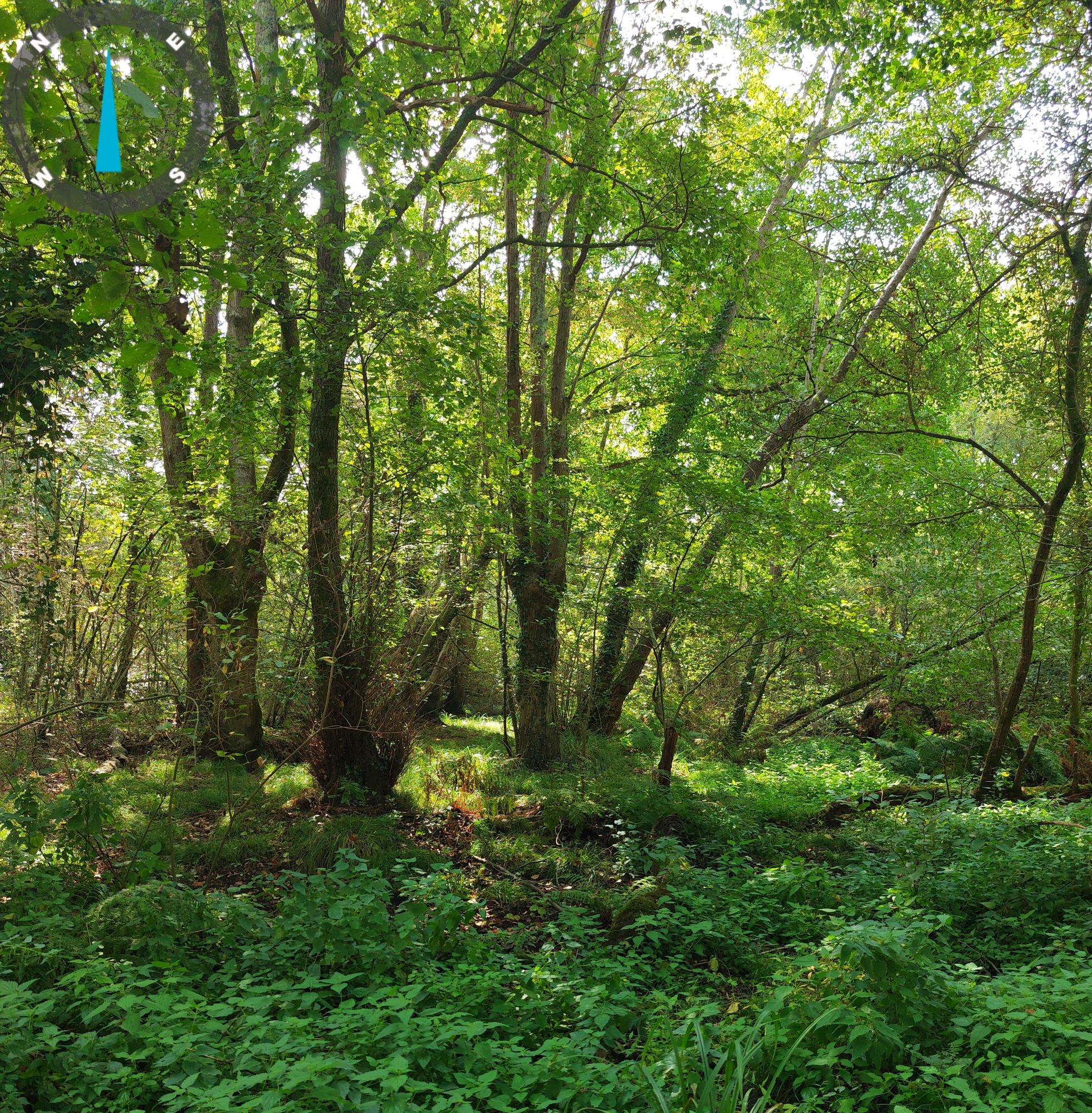 Sous-bois humide de la ripisylve du ruisseau de la Conardière — 29 septembre 2026, Campus Nantes